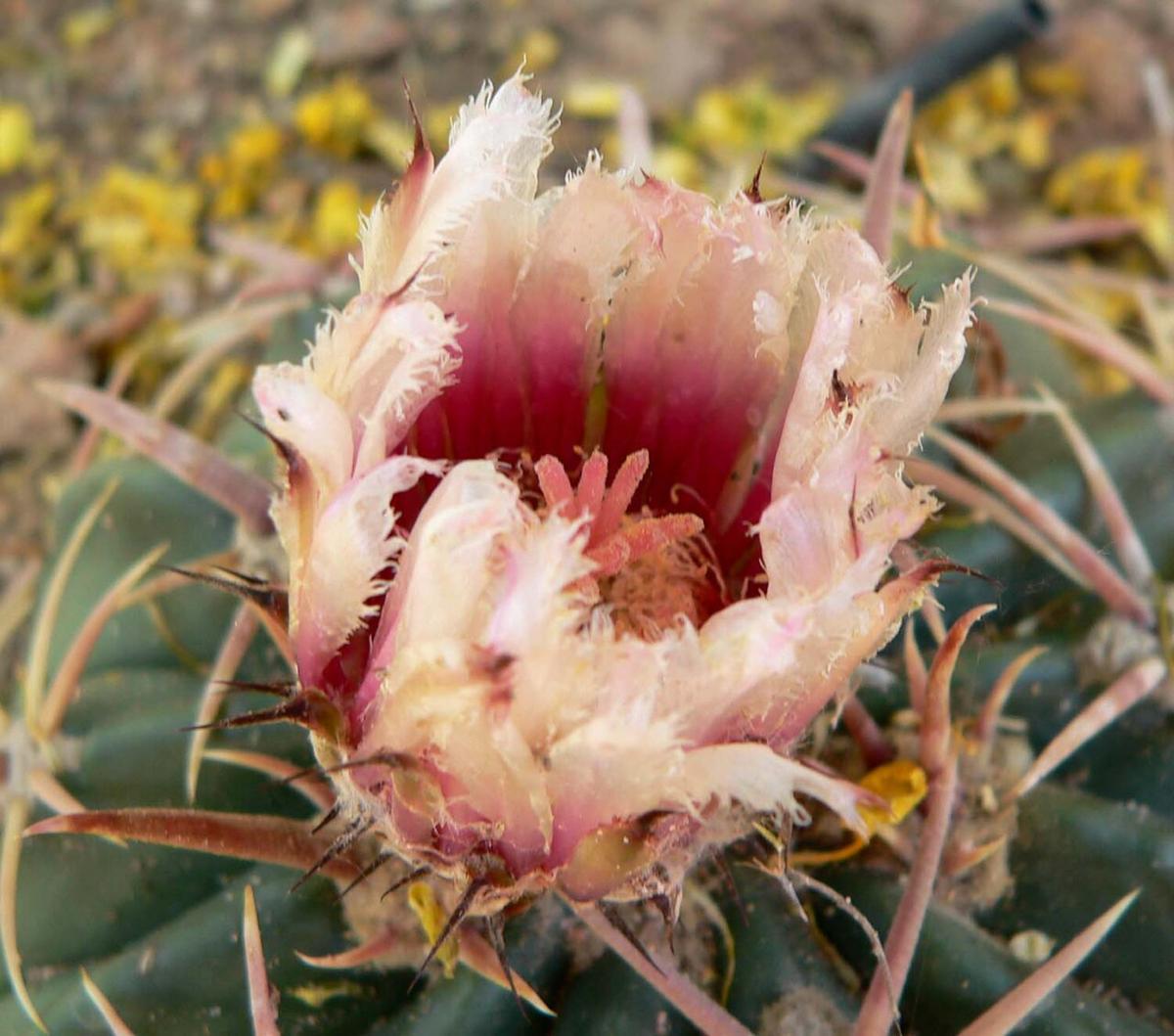 Close-up of a pink horse crippler cactus (Echinocactus texensis) flower with a dark red throat