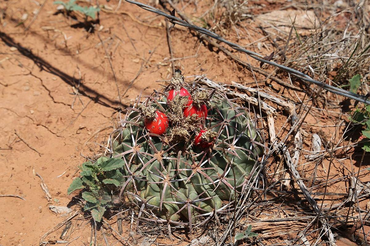 Horse crippler cactus (Echinocactus texensis) low to the ground with red fruit among its ribs