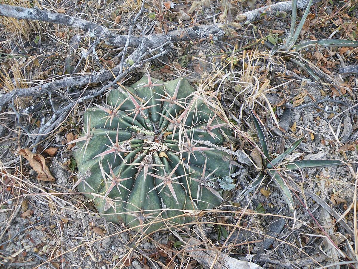 Close-up of the ribbed body and hooked reddish spines of horse crippler cactus (Echinocactus texensis)
