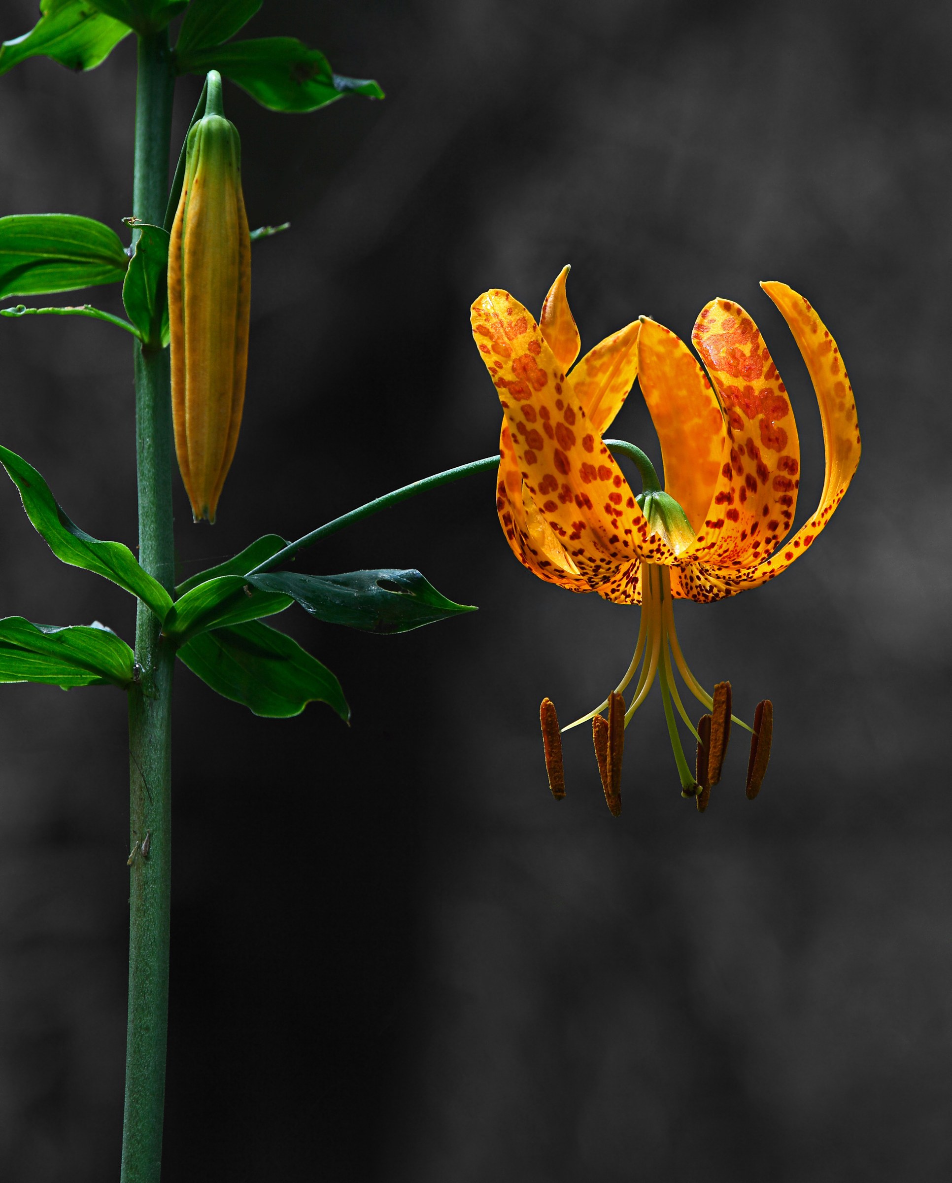 Humboldt Lily (Lilium humboldtii) - PlantNative.org Close view of a single Humboldt lily (Lilium humboldtii) flower showing recurved spotted petals and long arching stamens, with an unopened bud