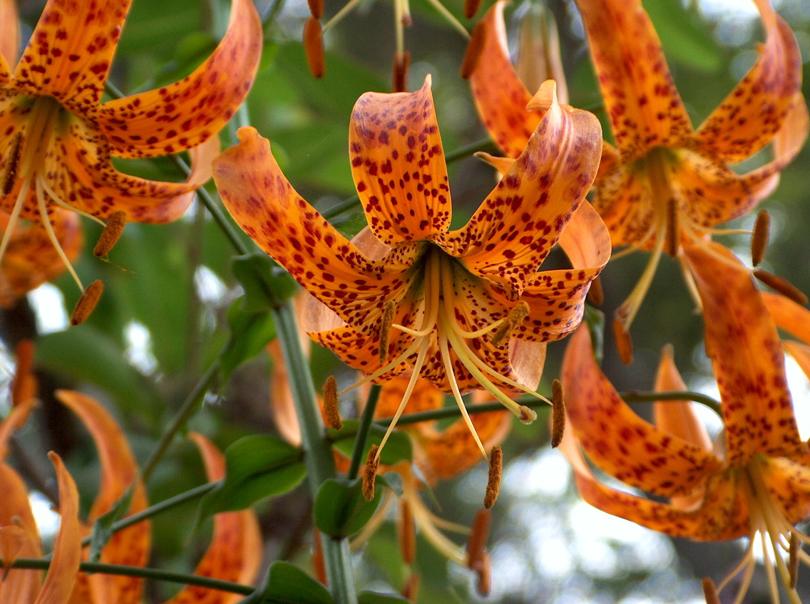 Humboldt Lily (Lilium humboldtii) - PlantNative.org Wild Humboldt lily (Lilium humboldtii) with recurved orange petals heavily spotted with maroon, growing in a Santa Monica Mountains canyon