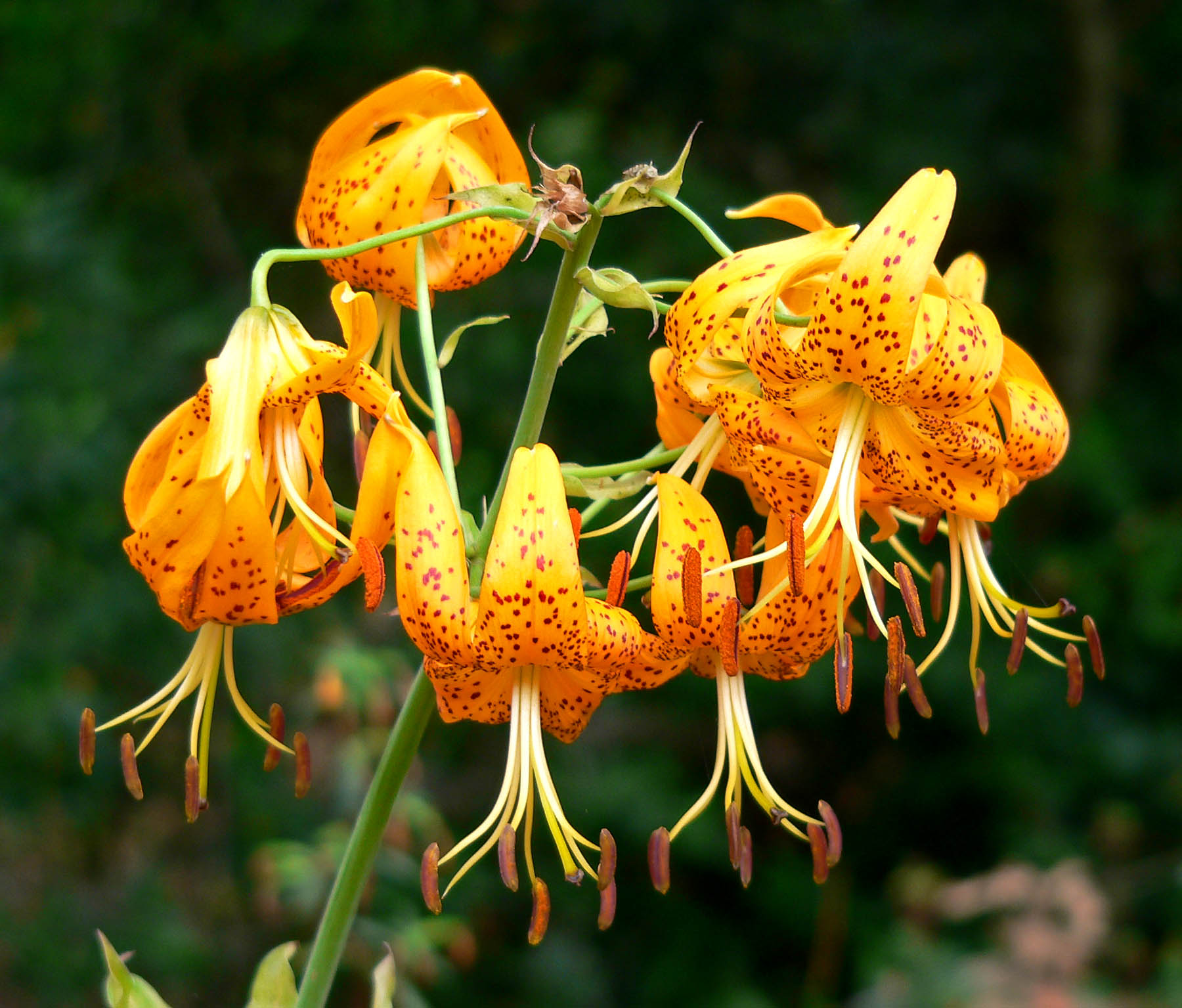 Humboldt Lily (Lilium humboldtii) - PlantNative.org Cluster of several Humboldt lily (Lilium humboldtii) flowers on a tall stem in a garden setting