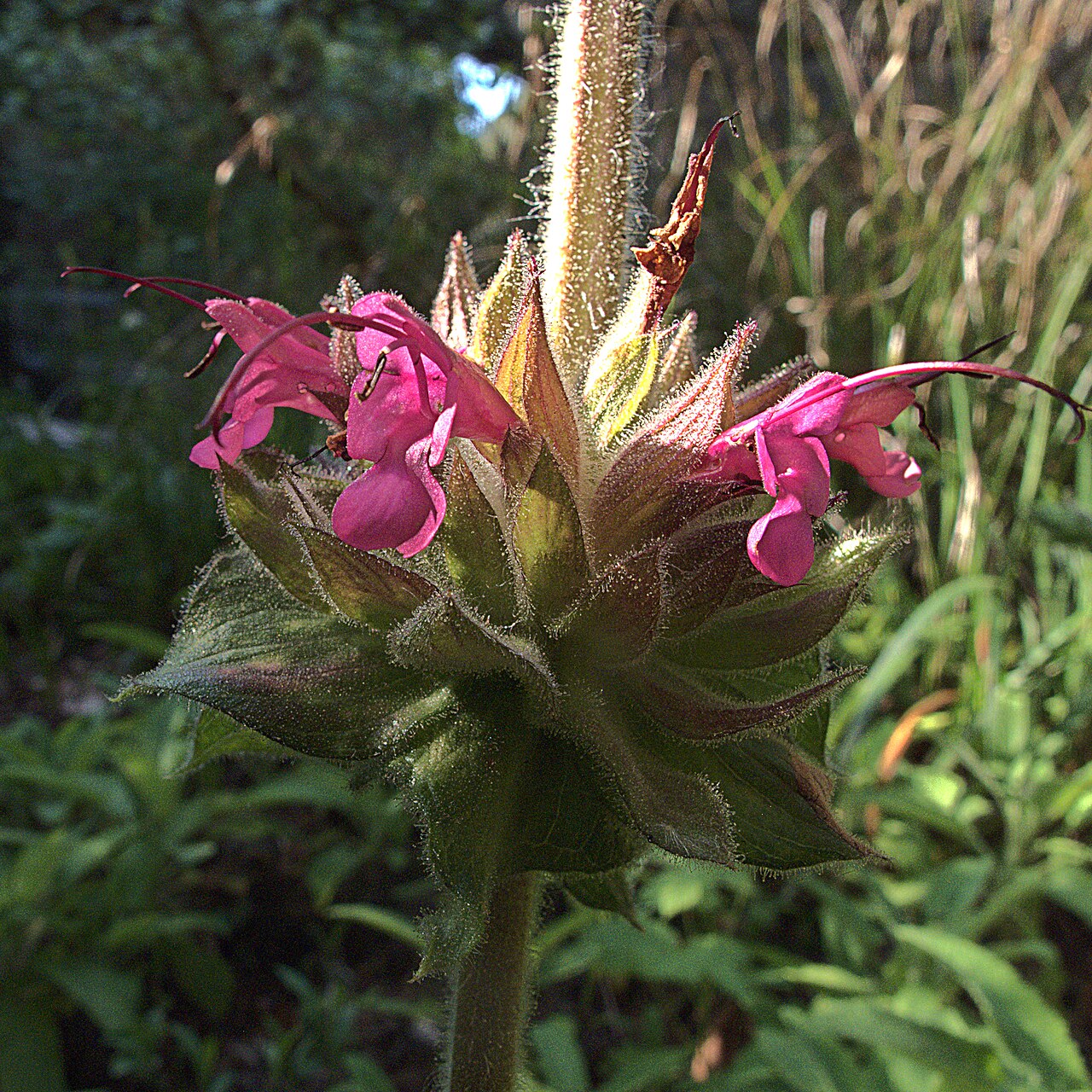 Hummingbird Sage (Salvia spathacea) whorled cluster of magenta tubular flowers rising from a hairy, sticky flower stalk