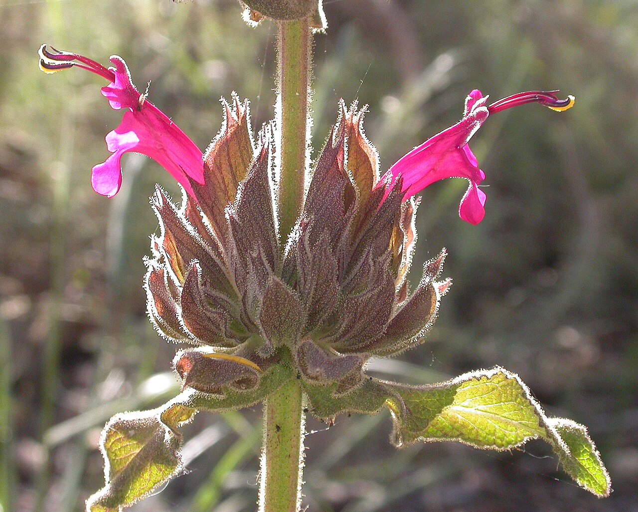 Close-up of Hummingbird Sage (Salvia spathacea) tubular magenta flowers emerging from a hairy, bract-covered whorl