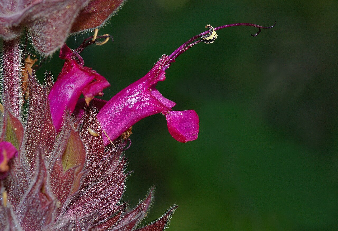 Hummingbird Sage (Salvia spathacea) growing wild among grasses in San Luis Obispo County, California coastal habitat