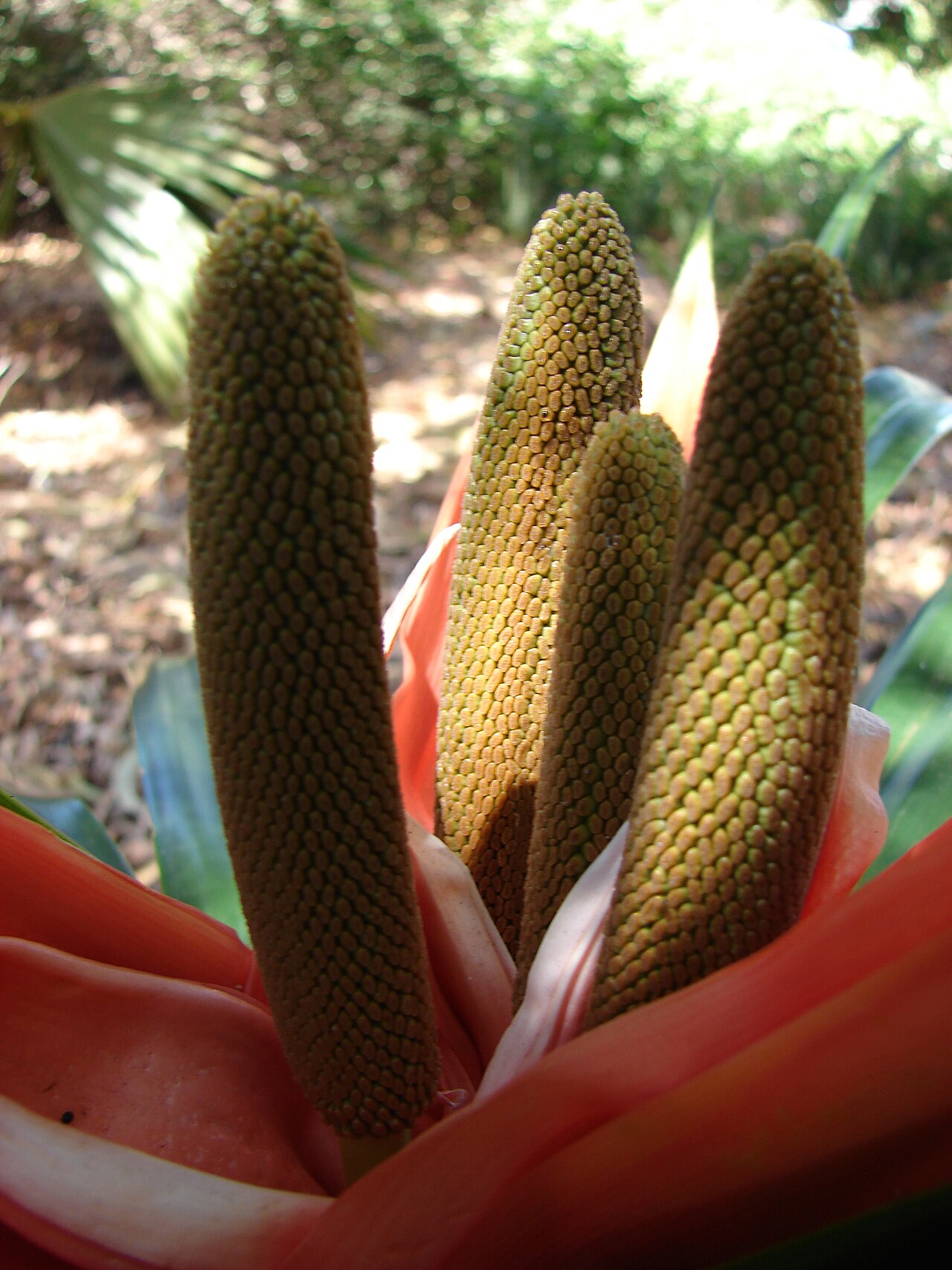 ʻIeʻie (Freycinetia arborea) - PlantNative.org Close-up of the orange-salmon flower bracts and spike-like inflorescence of ʻIeʻie (Freycinetia arborea)