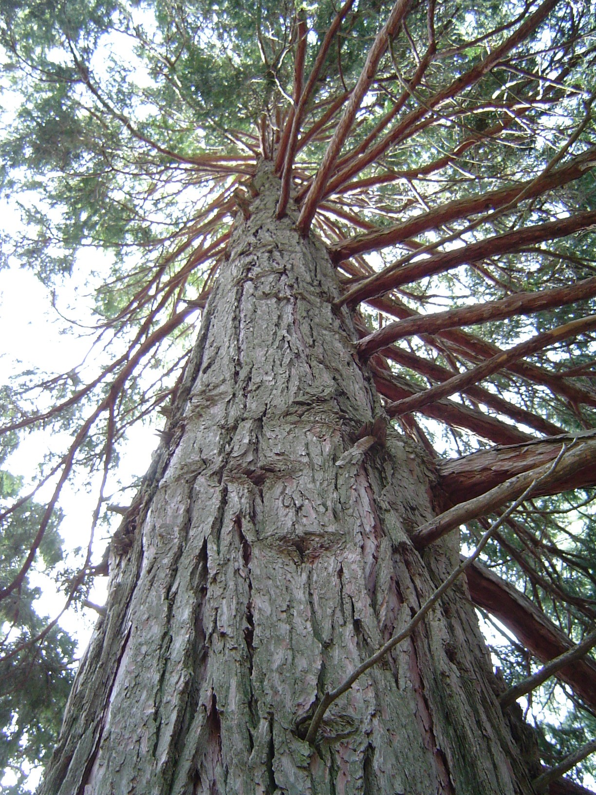 Incense Cedar (Calocedrus decurrens) - PlantNative.org Looking up the trunk of a mature incense cedar (Calocedrus decurrens) showing thick, fibrous, furrowed reddish-brown bark and branching pattern
