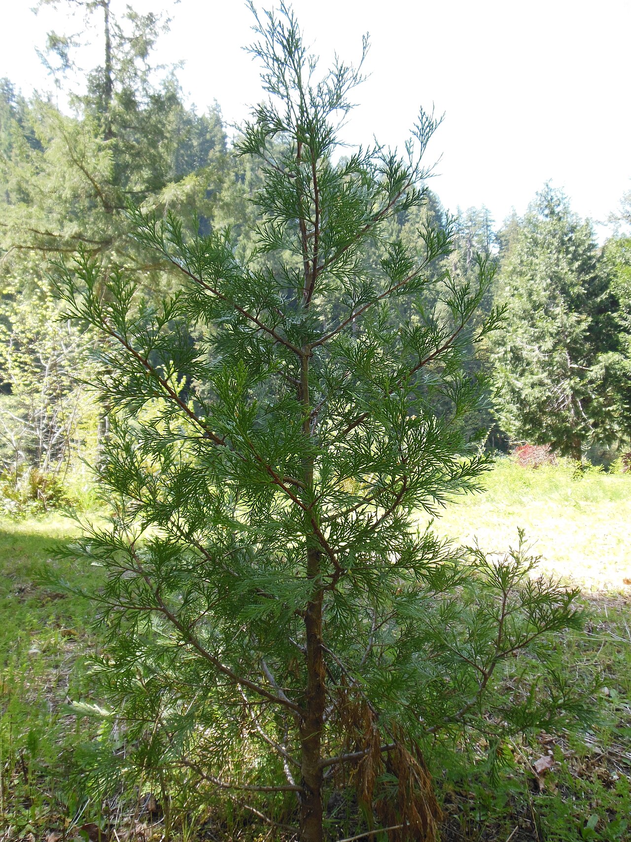Incense Cedar (Calocedrus decurrens) - PlantNative.org Young incense cedar (Calocedrus decurrens) tree showing the dense pyramidal form and flattened, fan-like sprays of aromatic scale-like foliage