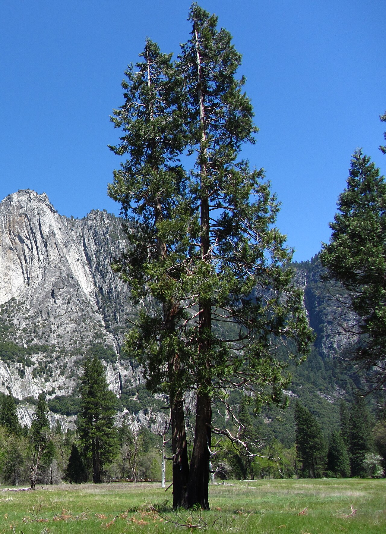 Incense Cedar (Calocedrus decurrens) - PlantNative.org Incense cedar (Calocedrus decurrens) mature tree with a narrow, tapering crown growing in Yosemite Valley, California