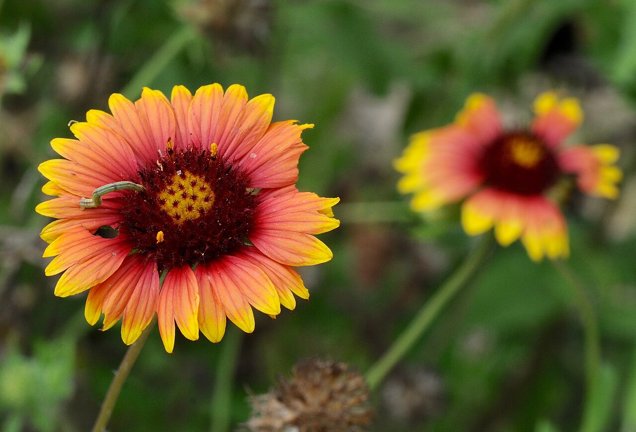 Indian Blanket (Gaillardia pulchella) - PlantNative.org Close-up of Indian Blanket (Gaillardia pulchella) flowerhead showing three-lobed ray petals and dark reddish-brown disk florets