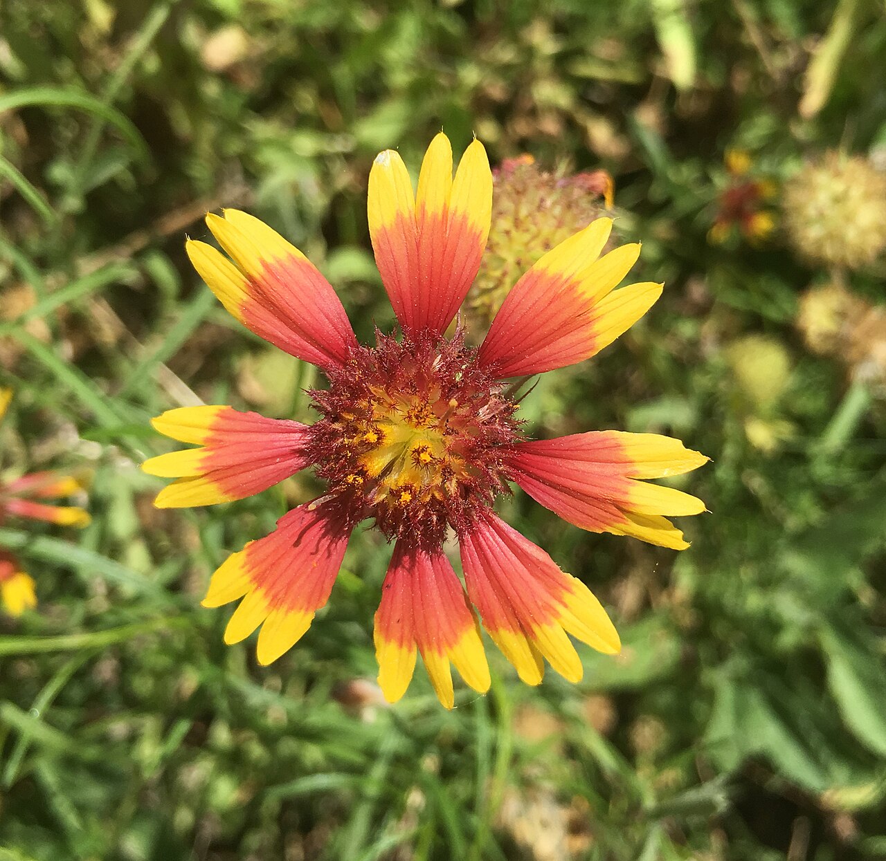 Indian Blanket (Gaillardia pulchella) - PlantNative.org Indian Blanket (Gaillardia pulchella) flower showing red-banded yellow ray petals around a dark red-brown center