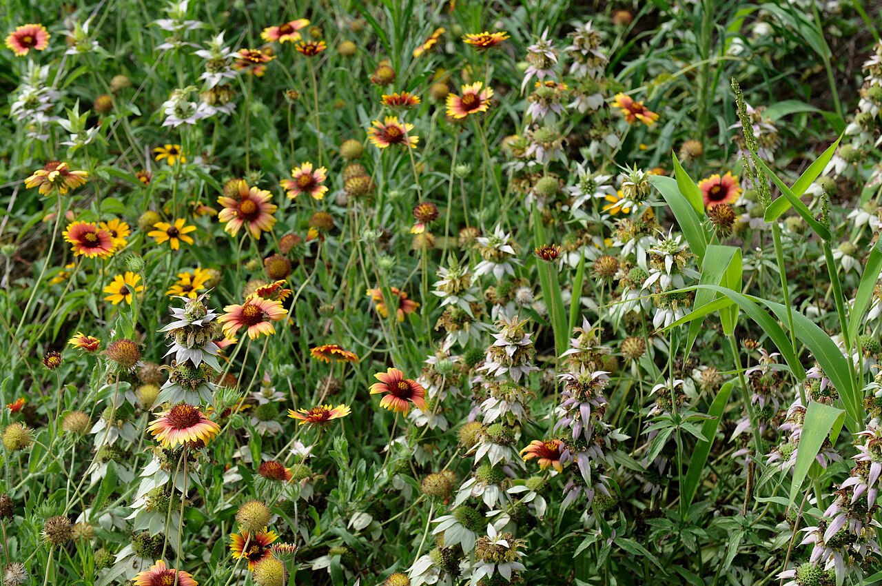 Indian Blanket (Gaillardia pulchella) - PlantNative.org A field of Indian Blanket (Gaillardia pulchella) flowers growing wild among other wildflowers in Texas prairie habitat