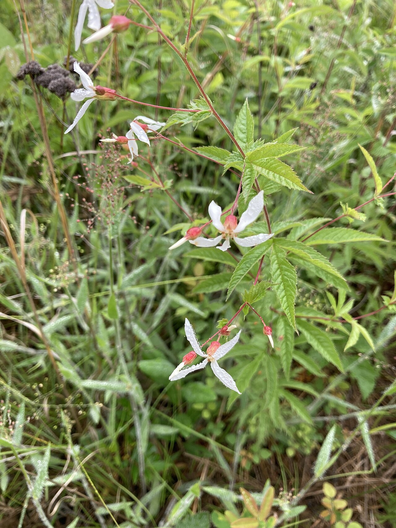 Indian Physic (Gillenia stipulata) - PlantNative.org American Ipecac (Gillenia stipulata) stem with narrow white flowers and trifoliate, toothed leaves in a Kentucky woodland opening