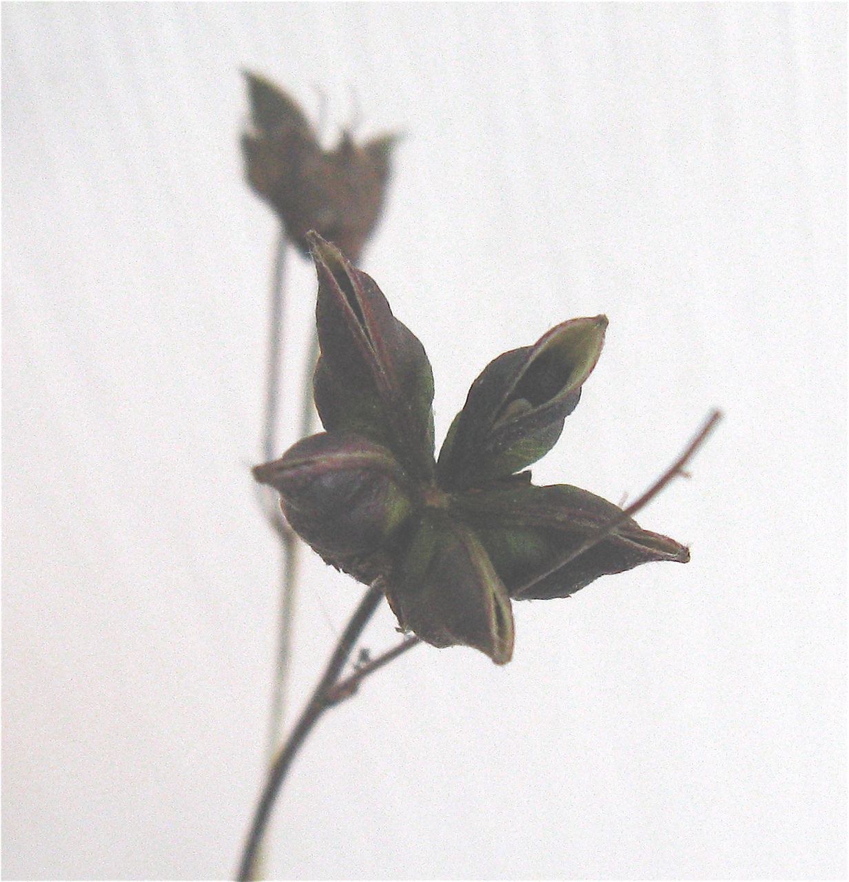 Indian Physic (Gillenia stipulata) - PlantNative.org Close-up of American Ipecac (Gillenia stipulata) dry seed pods, a star-shaped cluster of split follicles