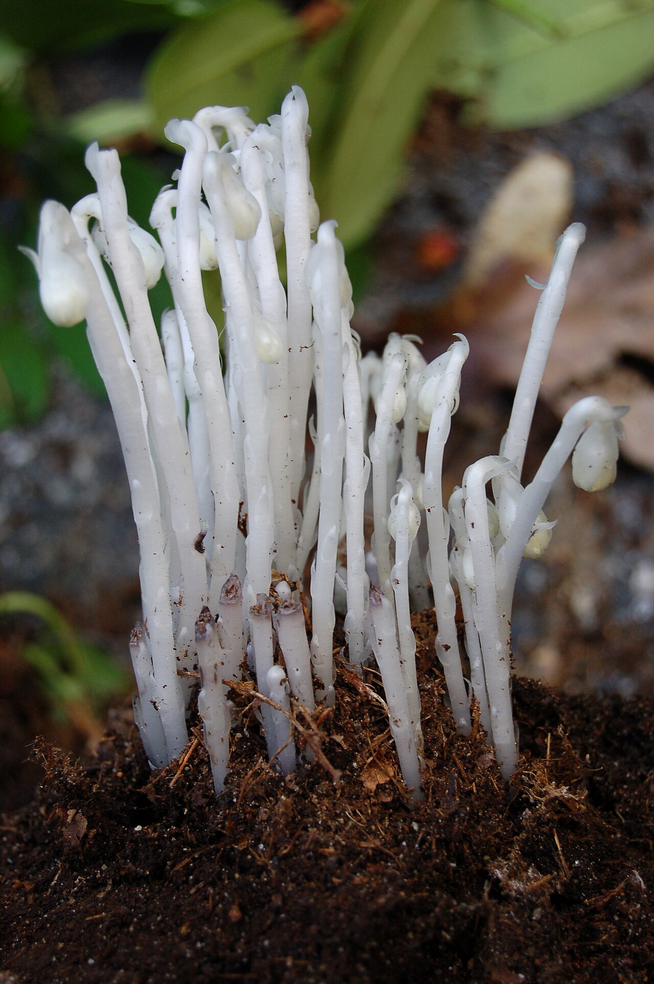 Close-up of young Monotropa uniflora shoots emerging from soil with hooked, nodding tips
