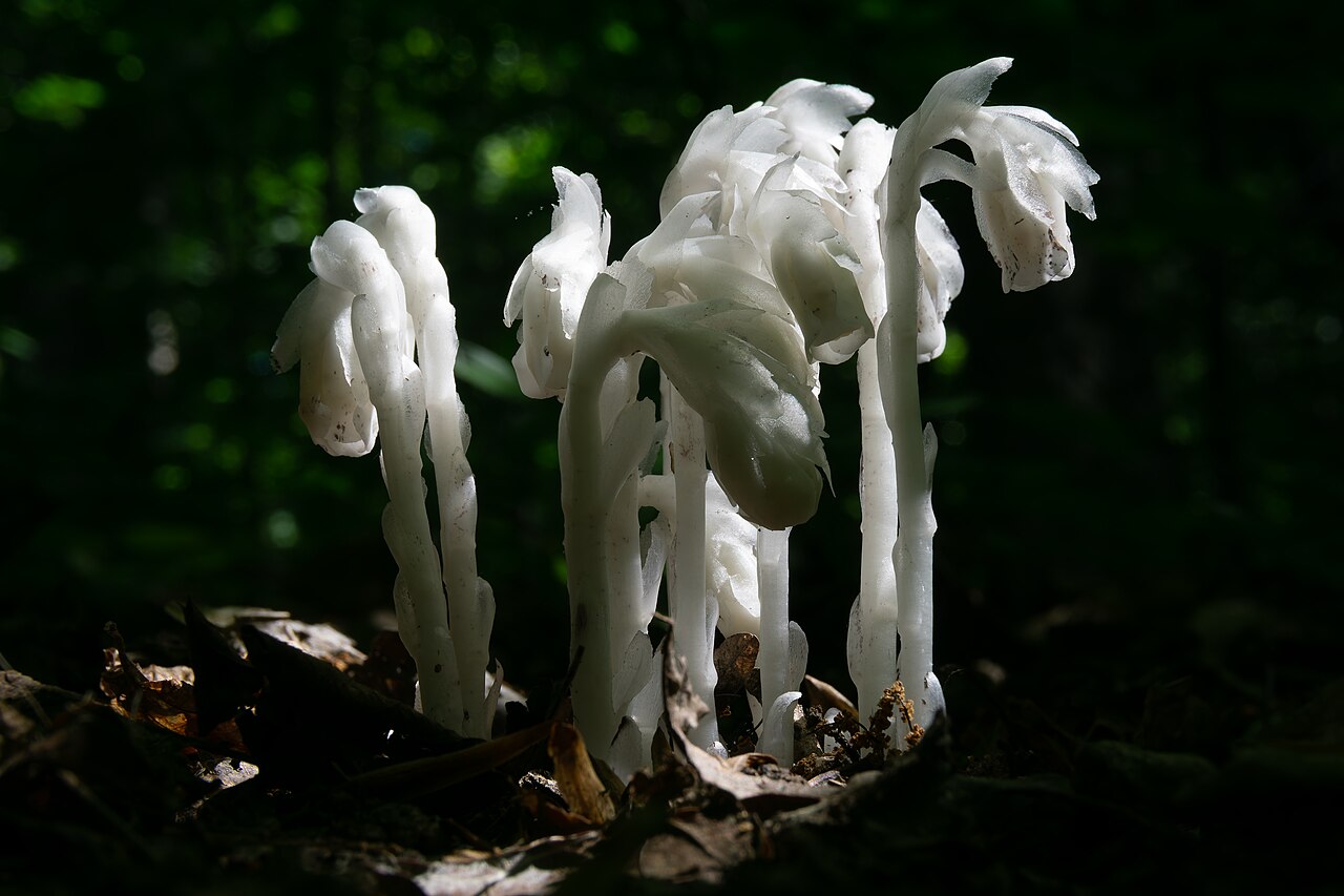 Cluster of waxy white Indian pipe (Monotropa uniflora) stems with nodding flowers rising from dark forest floor leaf litter