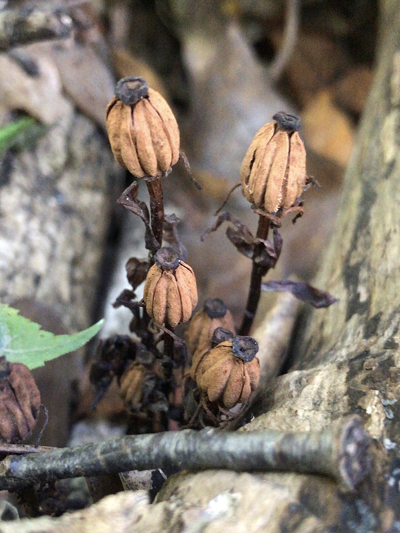 Blackened, upright Monotropa uniflora seed capsules on the forest floor in autumn
