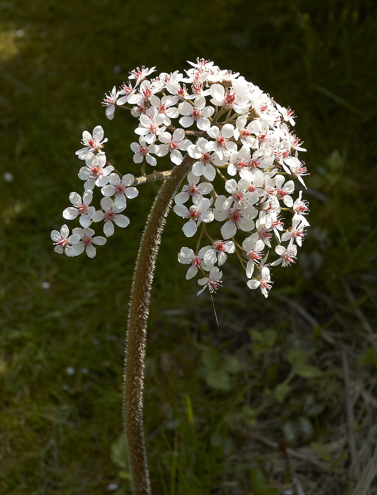 Indian Rhubarb (Darmera peltata) - PlantNative.org Close-up of Indian rhubarb (Darmera peltata) flower cluster with white and pink star-shaped flowers on a hairy stalk