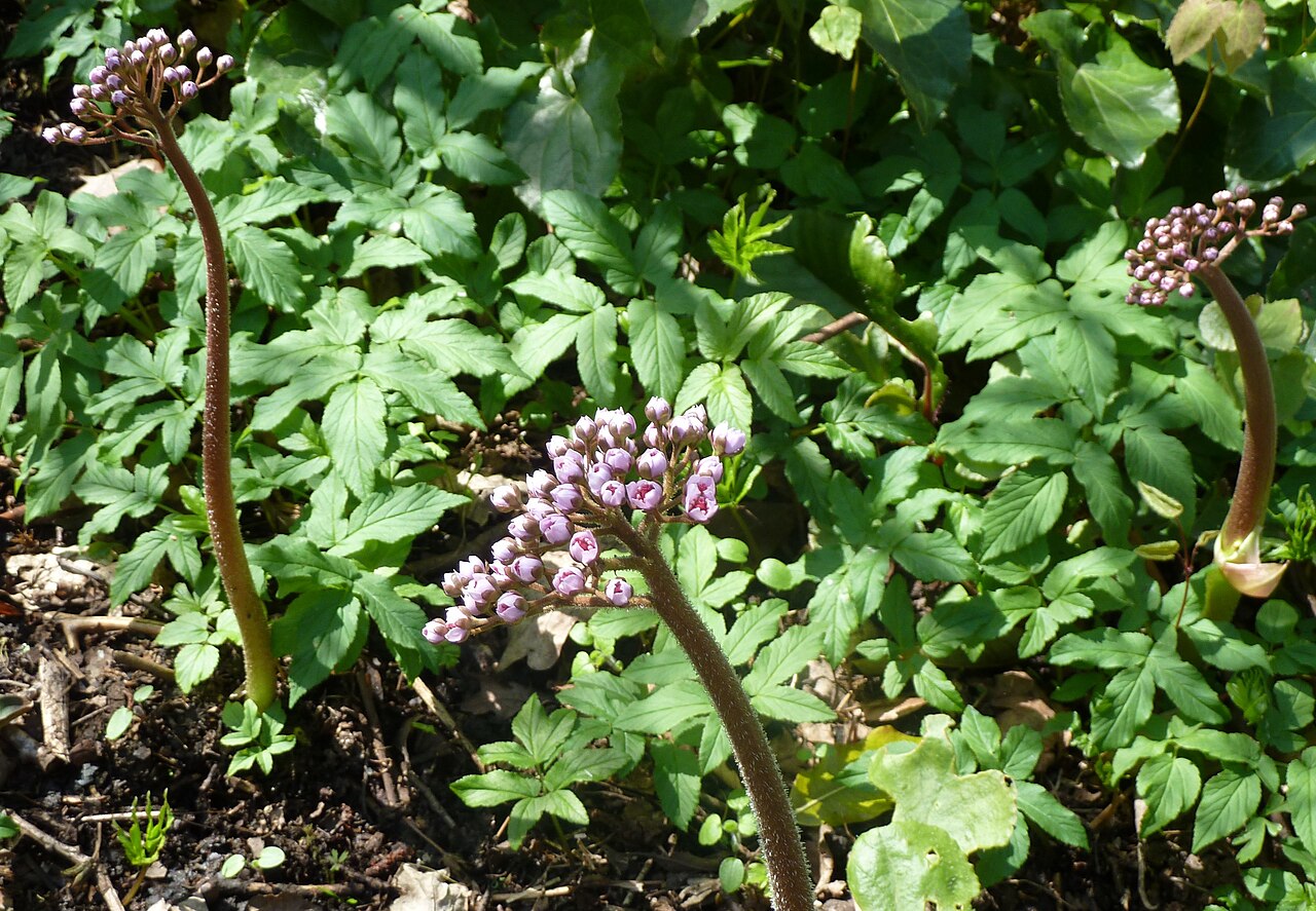 Indian Rhubarb (Darmera peltata) - PlantNative.org Indian rhubarb (Darmera peltata) bare flower stalks with pink buds emerging from the ground before the leaves