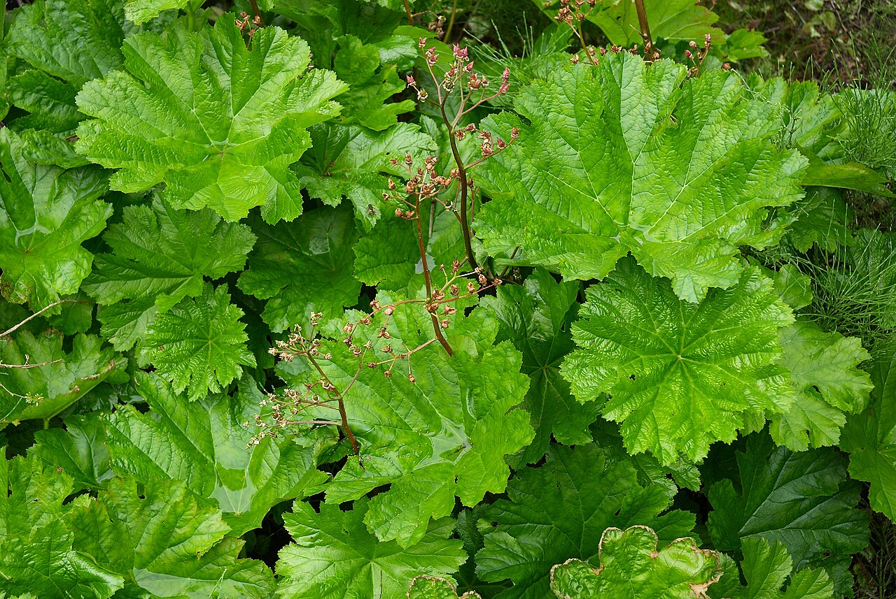 Indian Rhubarb (Darmera peltata) - PlantNative.org Indian rhubarb (Darmera peltata) mat of large round peltate leaves with deeply toothed lobes