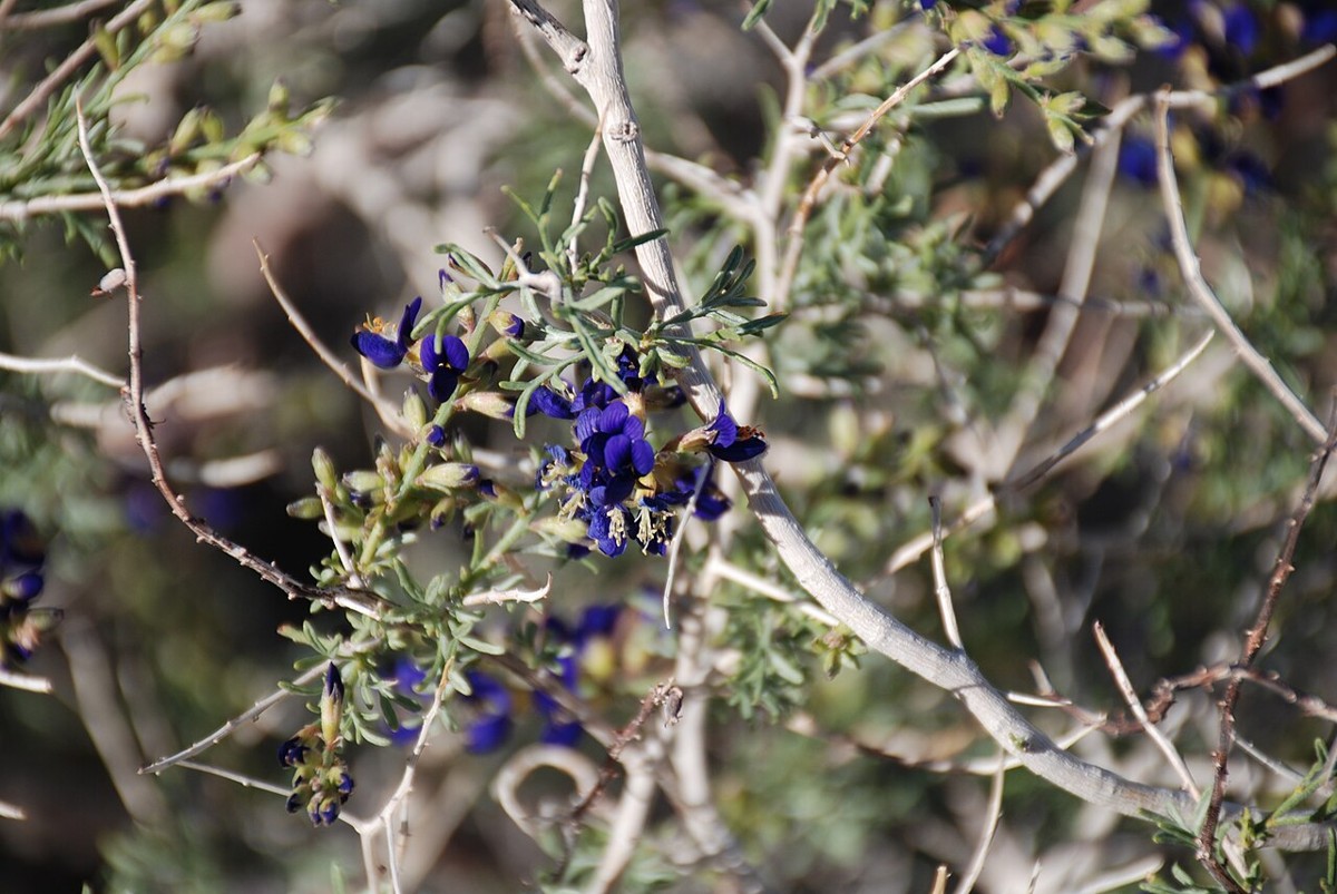 Indigo Bush (Psorothamnus schottii) - PlantNative.org Indigo bush (Psorothamnus schottii) flowering among its own branches and narrow leaves in Joshua Tree National Park, California