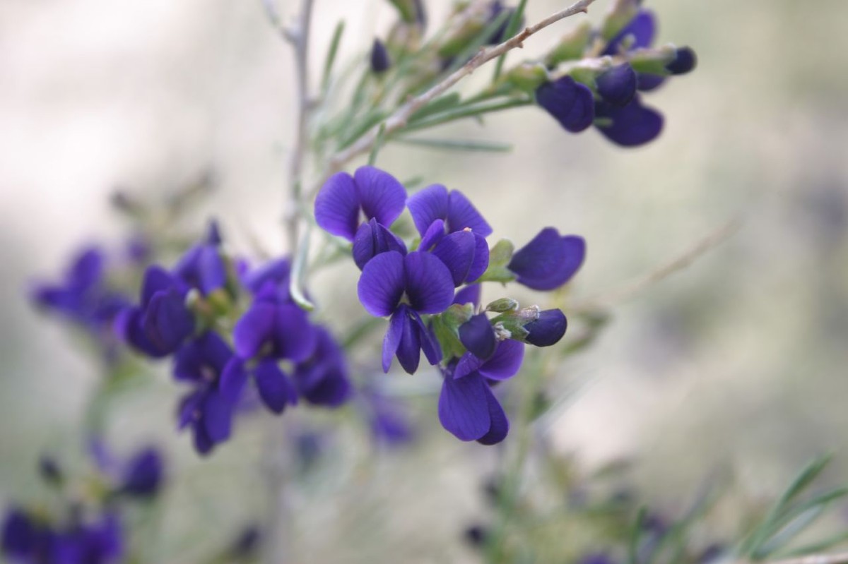 Indigo Bush (Psorothamnus schottii) - PlantNative.org Indigo bush (Psorothamnus schottii) growing as a dense, wiry gray-green shrub in a desert wash near the Colorado Desert of southern California