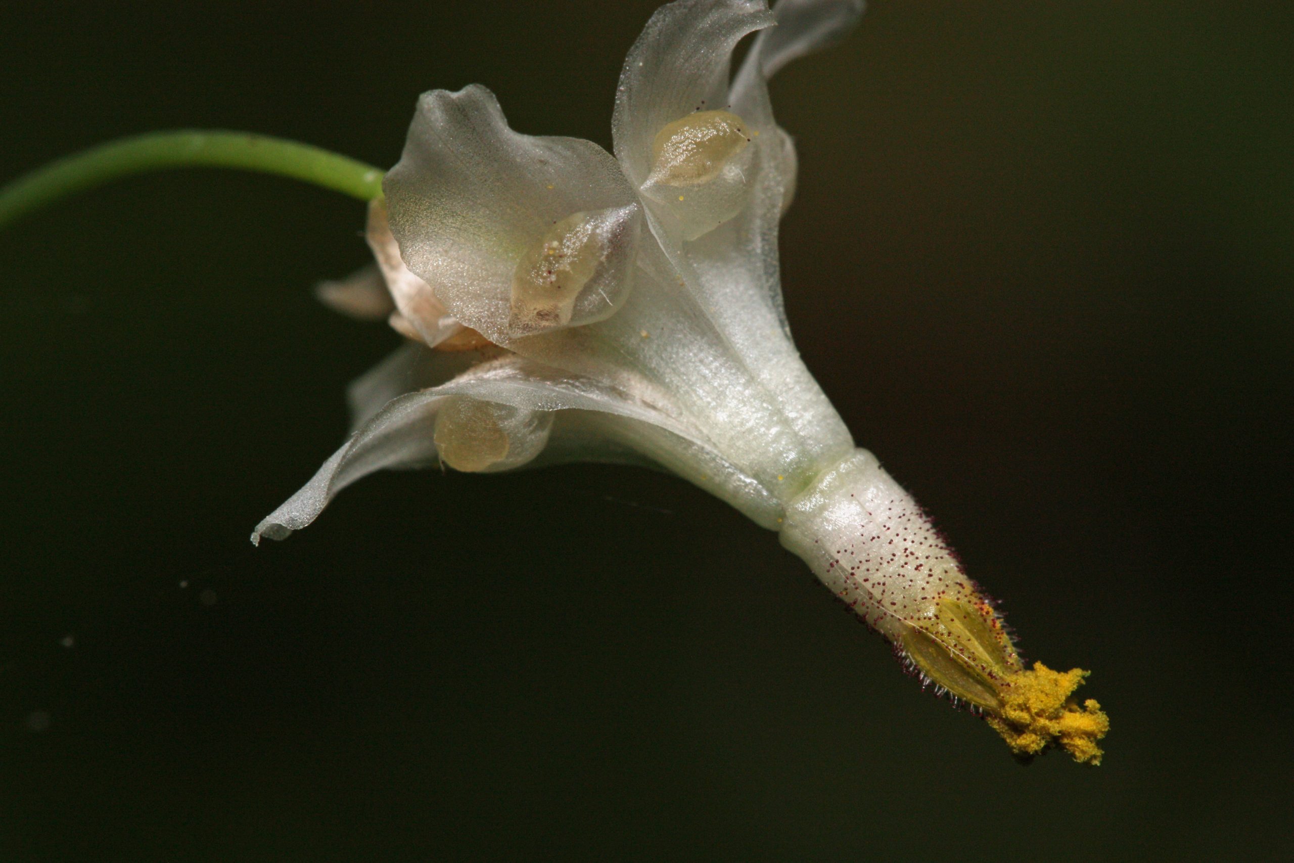 Inside-out Flower (Vancouveria hexandra) - PlantNative.org Extreme close-up of a single Inside-out Flower (Vancouveria hexandra) bloom showing sharply reflexed white petals and forward-pointing yellow anthers