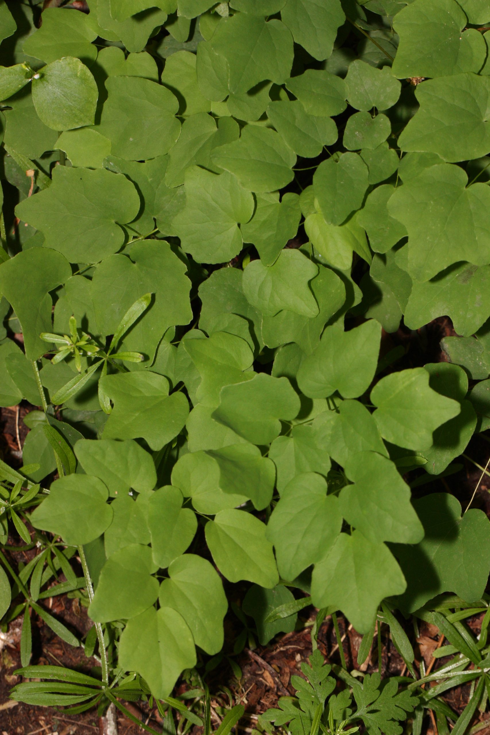 Inside-out Flower (Vancouveria hexandra) - PlantNative.org Inside-out Flower (Vancouveria hexandra) duck-foot shaped leaves and a nodding white flower cluster among forest leaf litter