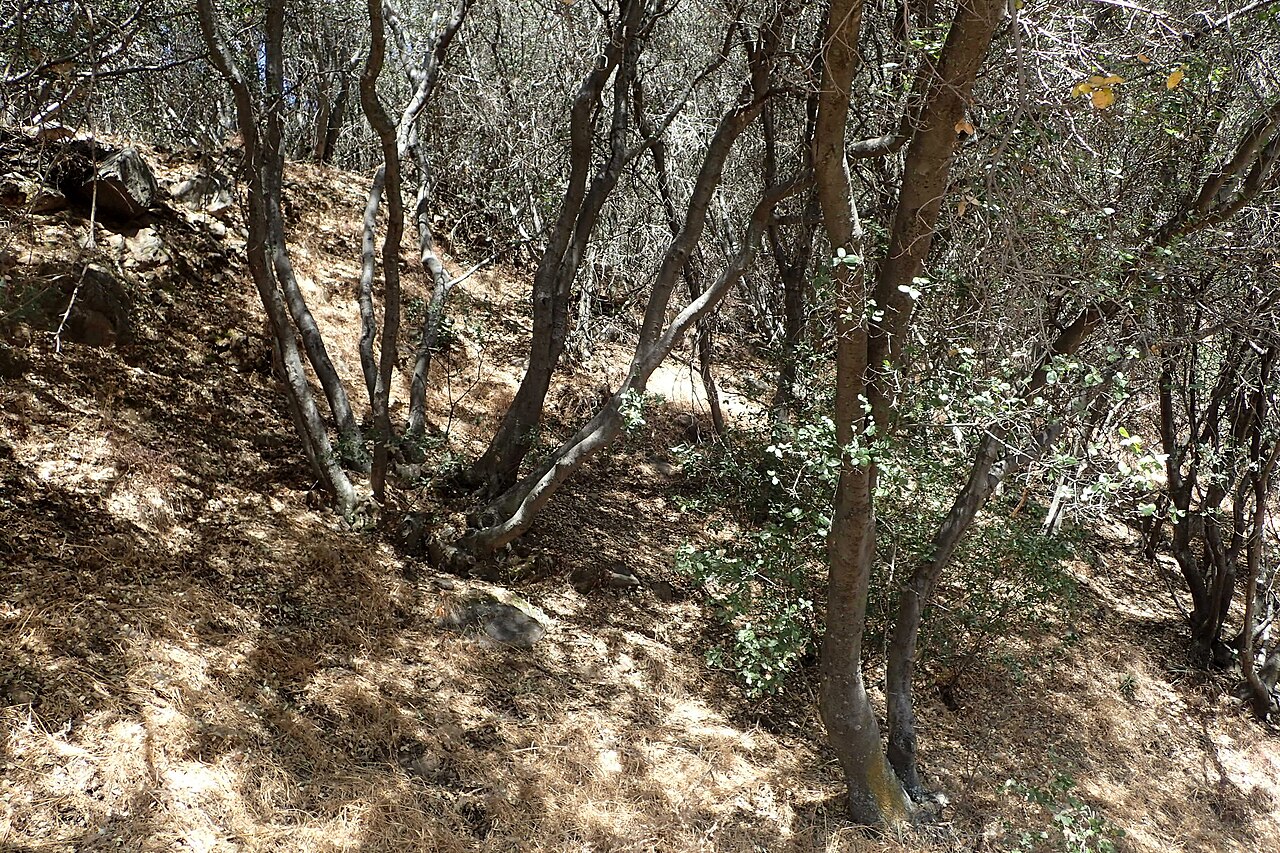 Interior Live Oak (Quercus wislizeni) - PlantNative.org Interior live oak (Quercus wislizeni) mature trunks and dense evergreen canopy in California foothill woodland