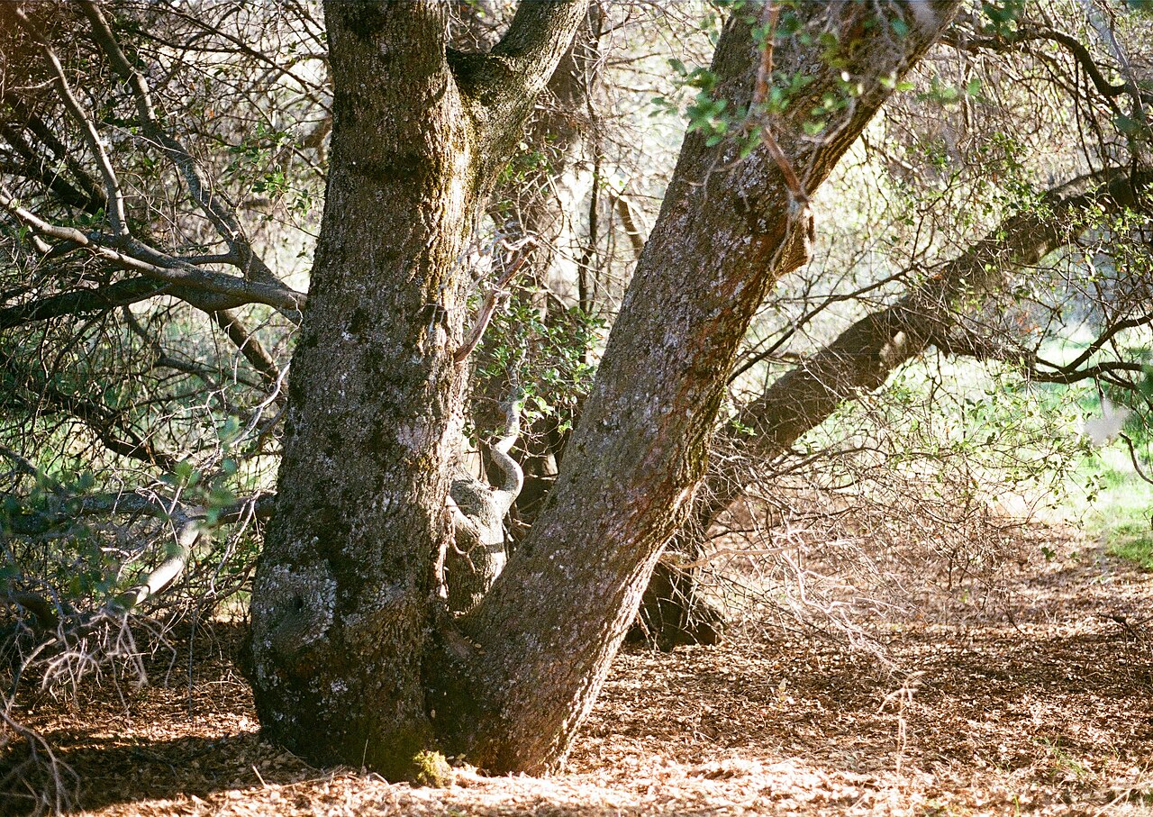 Interior Live Oak (Quercus wislizeni) - PlantNative.org Lichen-covered trunks of mature Interior live oak (Quercus wislizeni) in California foothill woodland