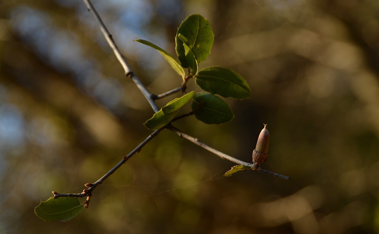 Interior Live Oak (Quercus wislizeni) - PlantNative.org Interior live oak (Quercus wislizeni) twig showing small holly-like leaves and a narrow pointed acorn