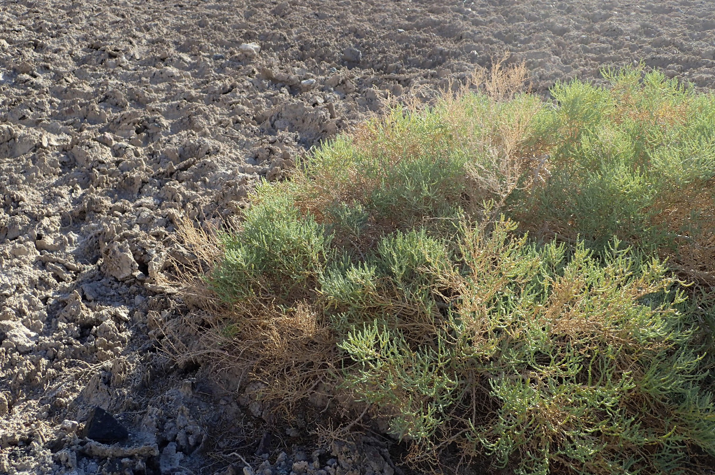 Iodine Bush (Allenrolfea occidentalis) - PlantNative.org Iodine bush shrubs growing at the edge of the salt flat at Badwater Basin, Death Valley National Park, California
