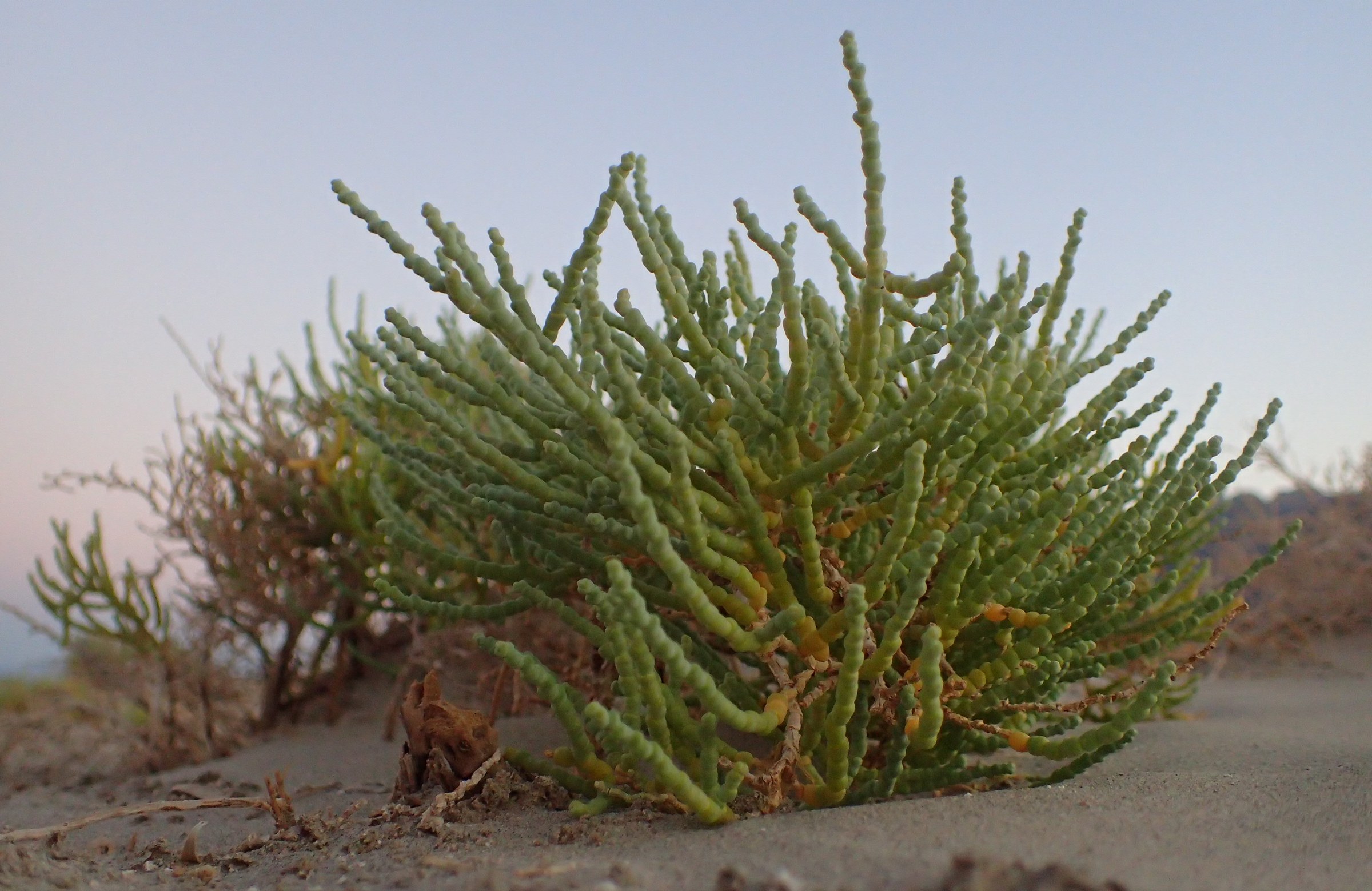 Iodine Bush (Allenrolfea occidentalis) - PlantNative.org Iodine bush (Allenrolfea occidentalis) shrub with jointed, bead-like succulent stems growing on a sand flat in Death Valley