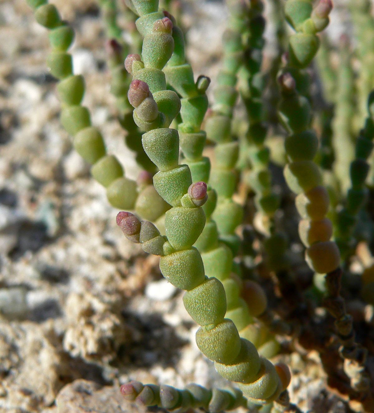 Iodine Bush (Allenrolfea occidentalis) - PlantNative.org Close-up of iodine bush succulent, jointed stem segments showing the bead-like growth habit and reddish new growth
