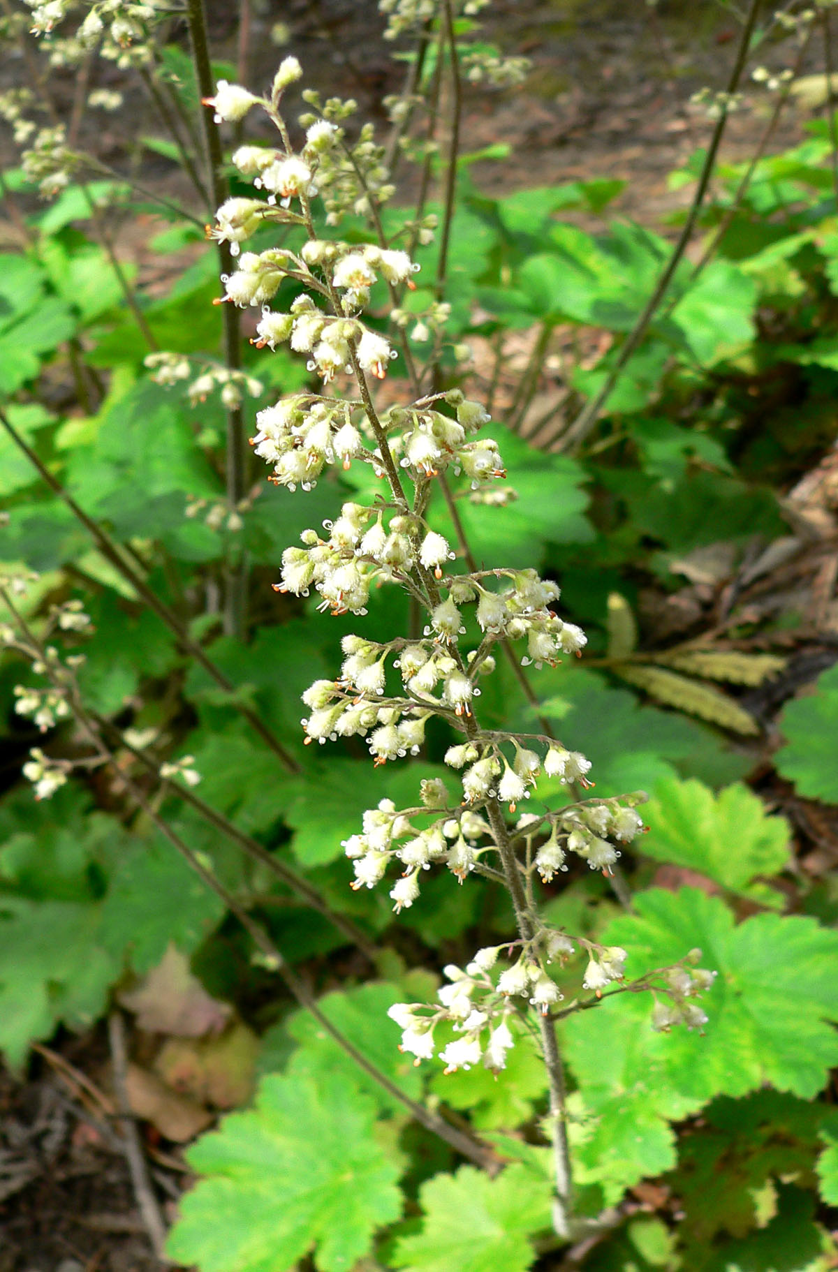 Island Alumroot (Heuchera maxima) - PlantNative.org Island Alumroot (Heuchera maxima) tall wiry flower spike rising above rounded, scalloped leaves