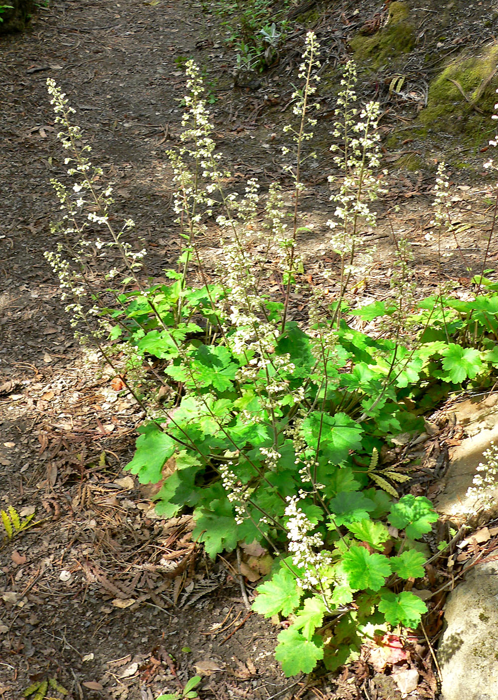 Island Alumroot (Heuchera maxima) - PlantNative.org Island Alumroot (Heuchera maxima) mounding clump of rounded leaves with multiple flower spikes in a garden setting