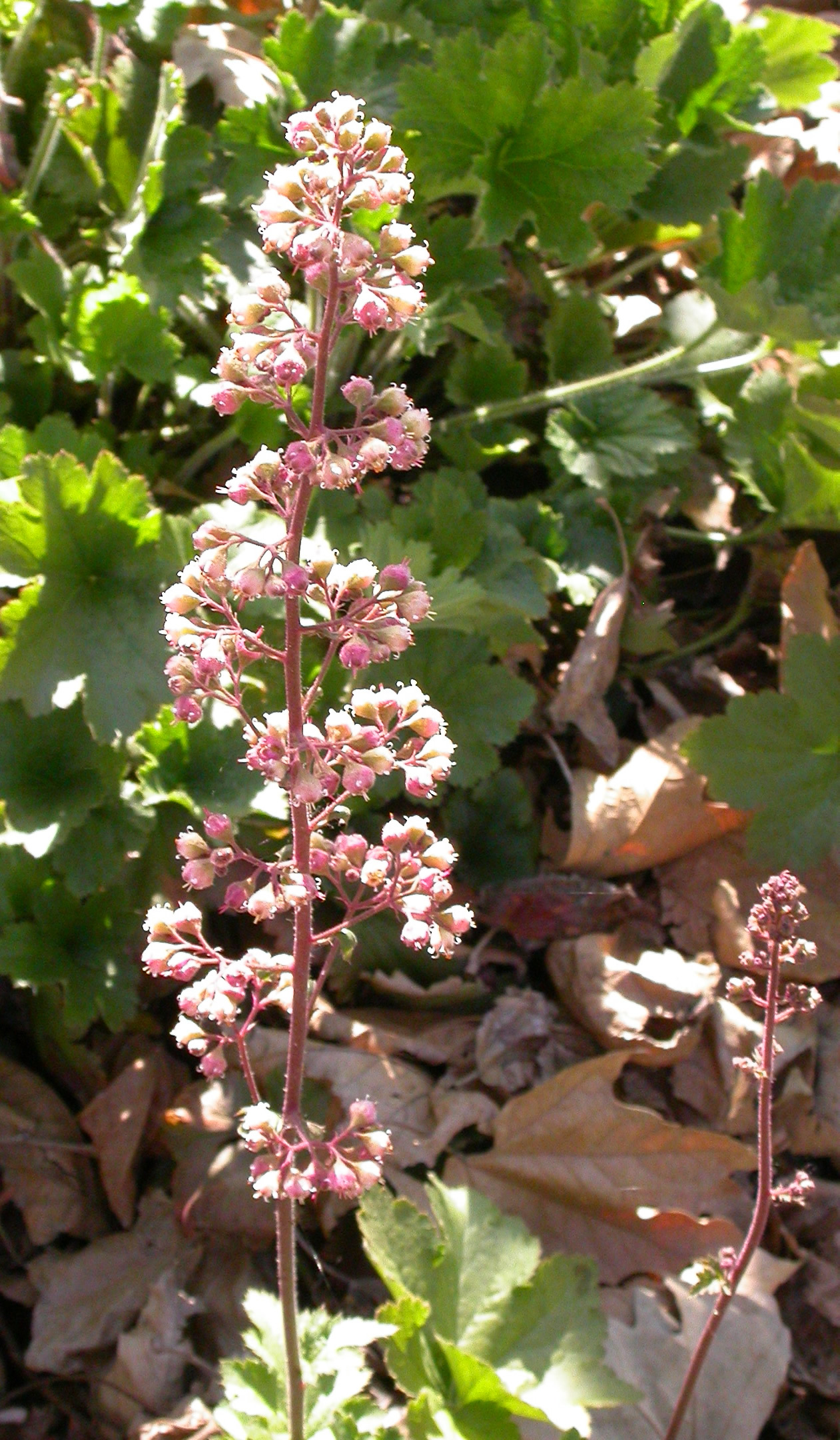 Island Alumroot (Heuchera maxima) - PlantNative.org Close-up of Island Alumroot (Heuchera maxima) pink-blushed flower spike with small bell-shaped flowers