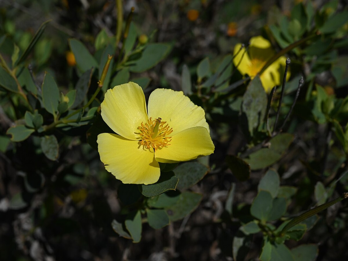 Close-up of a single bright yellow island bush poppy (Dendromecon harfordii) flower with golden stamens