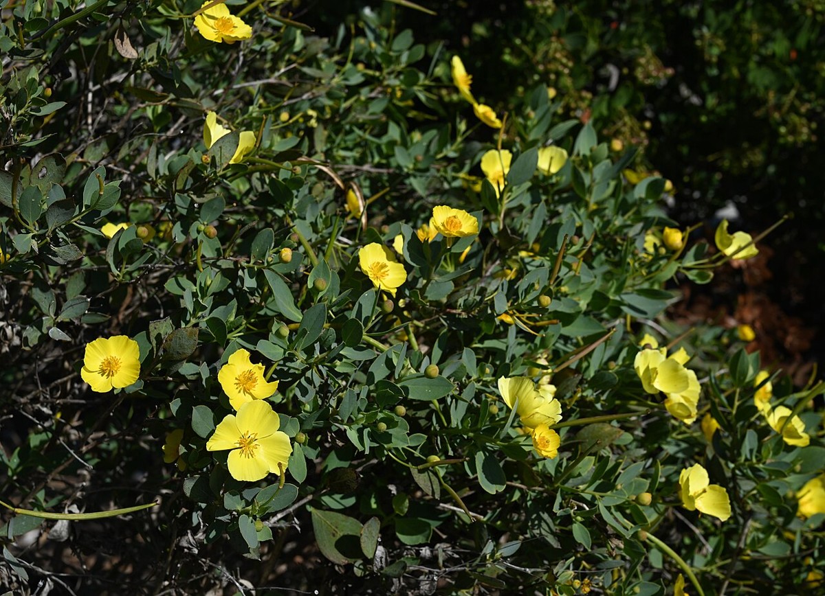 Island bush poppy (Dendromecon harfordii) shrub covered in bright yellow four-petaled flowers