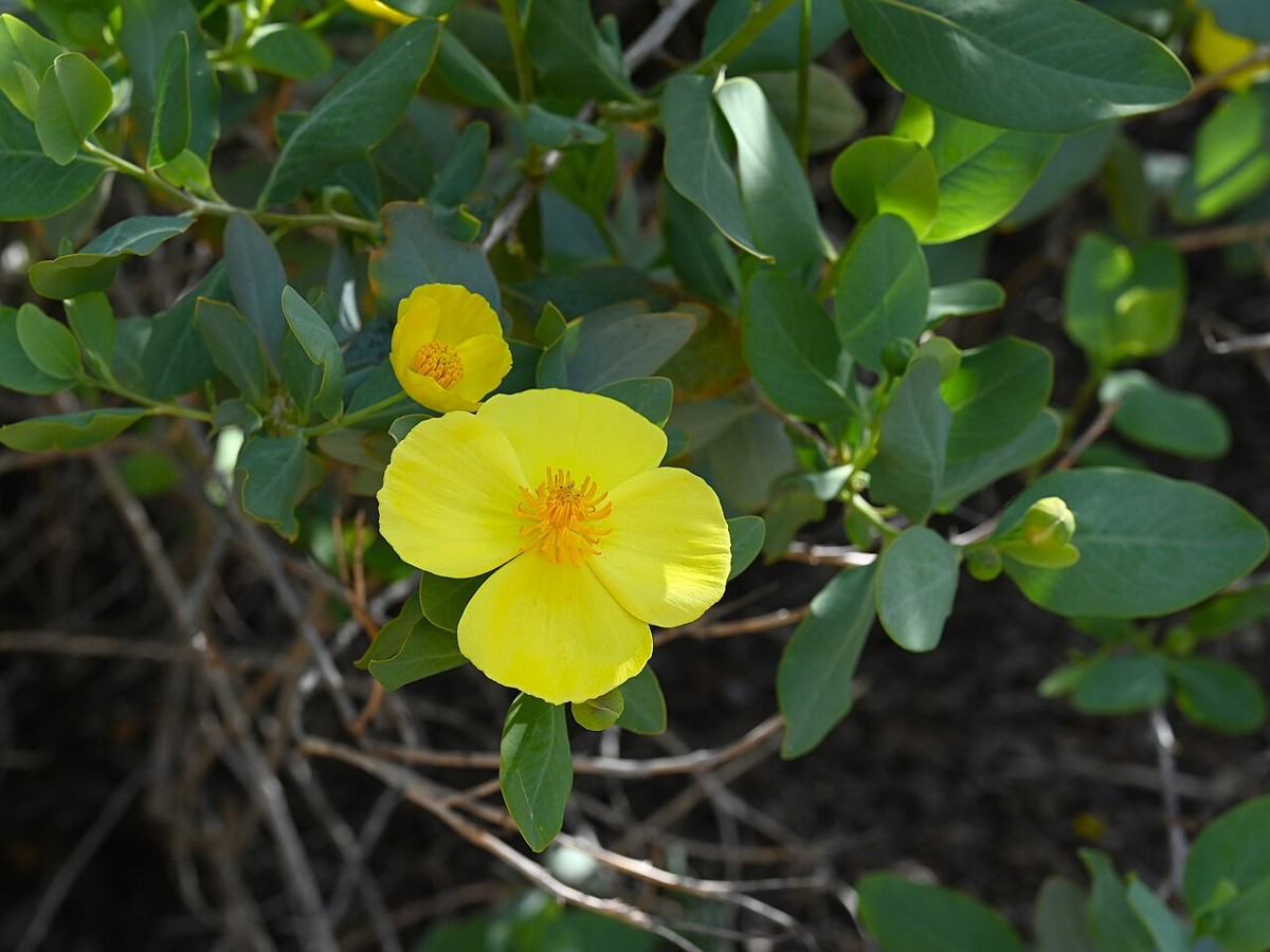 Island bush poppy (Dendromecon harfordii) flowers and blue-gray evergreen leaves