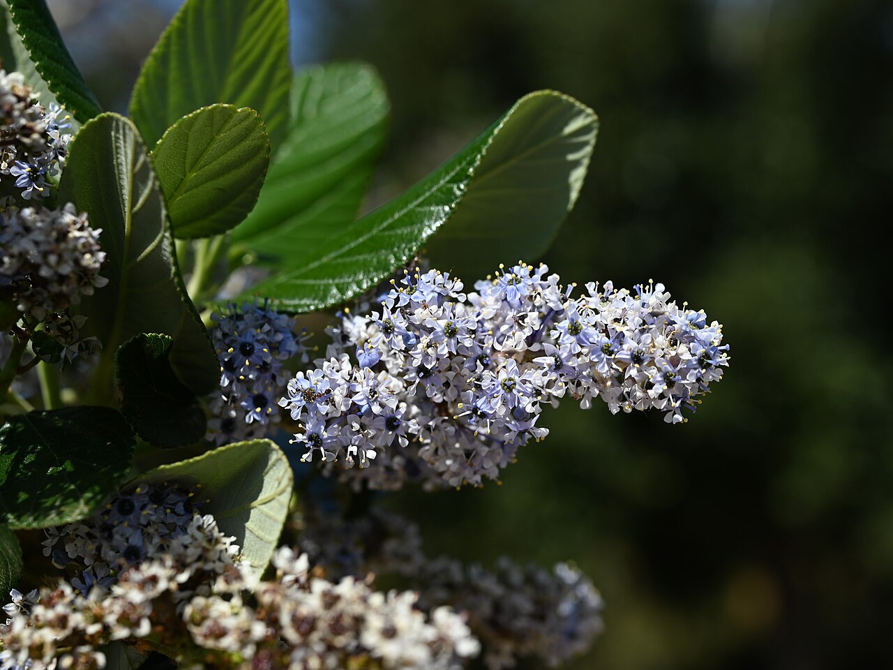 Island Ceanothus (Ceanothus arboreus) - PlantNative.org Close-up of Island Ceanothus (Ceanothus arboreus) pale blue flower clusters with felted leaves
