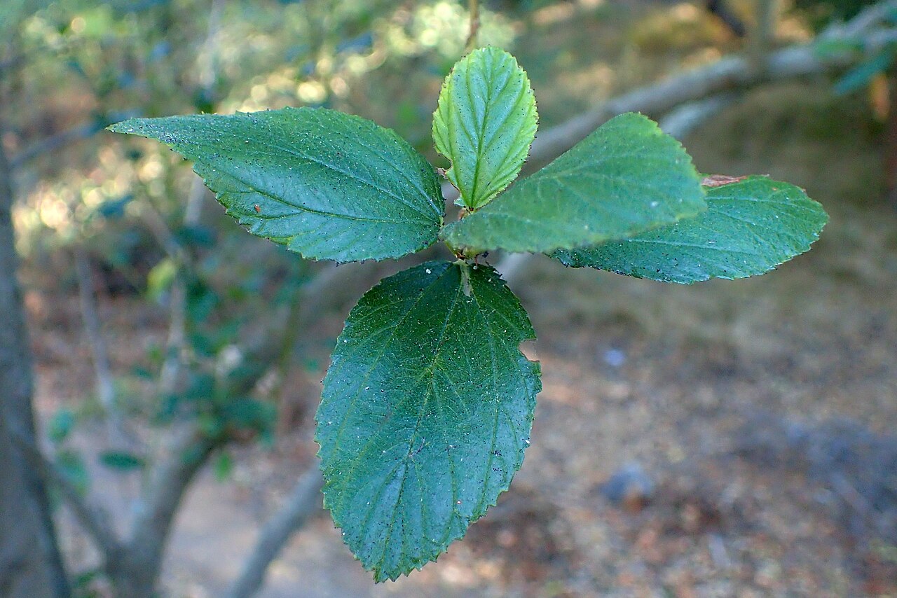 Island Ceanothus (Ceanothus arboreus) - PlantNative.org Close-up of Island Ceanothus (Ceanothus arboreus) broad, gray-green, felted leaves with finely toothed margins
