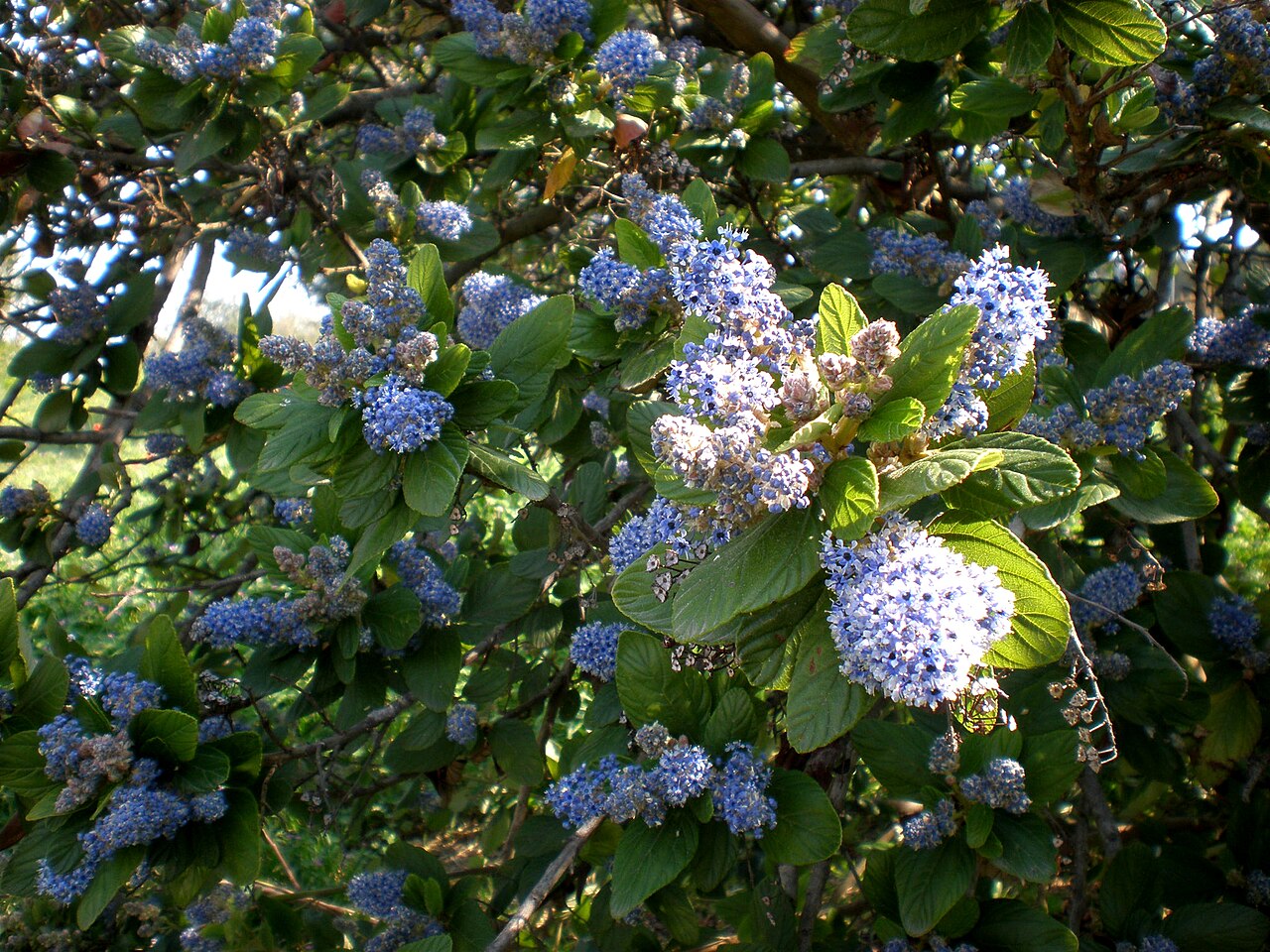 Island Ceanothus (Ceanothus arboreus) - PlantNative.org Island Ceanothus (Ceanothus arboreus) large shrub densely covered in pale blue flower clusters