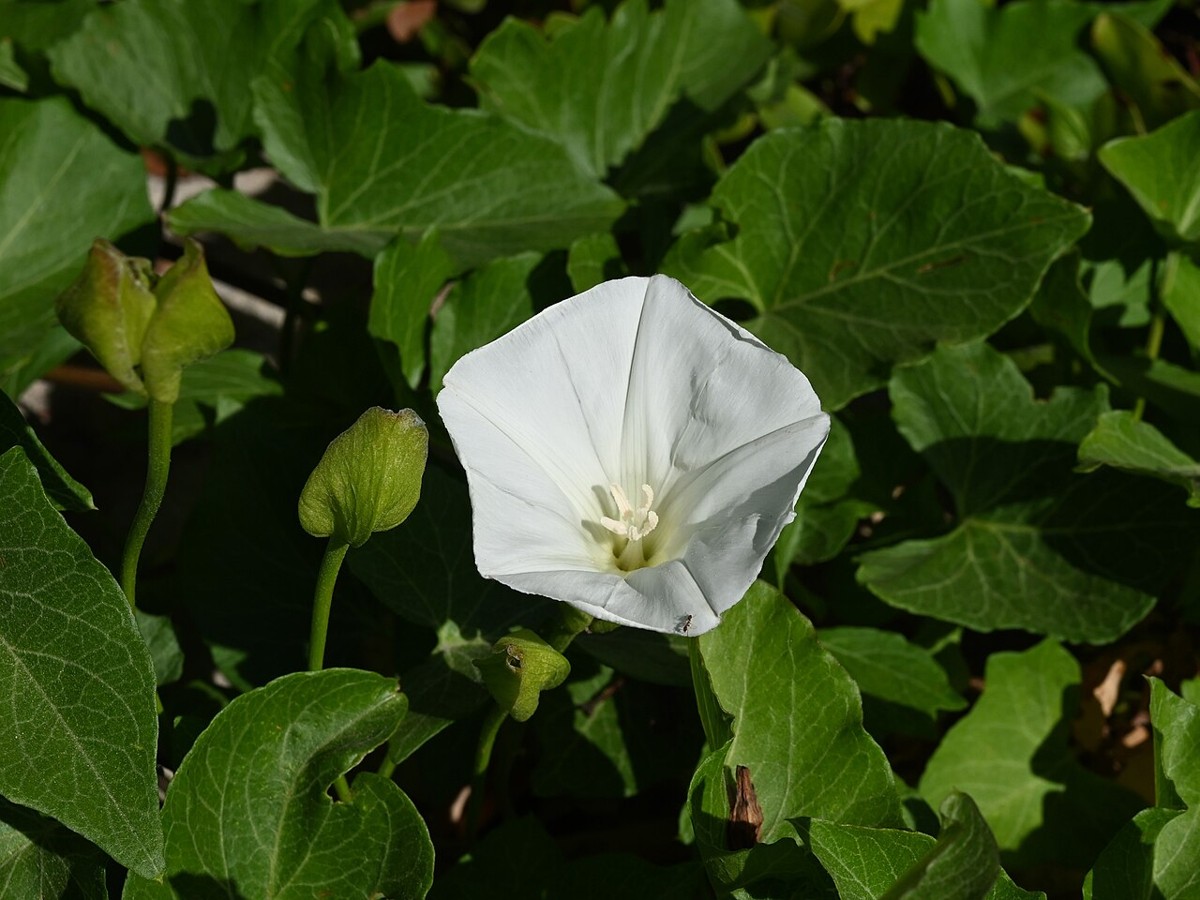 Island Morning Glory (Calystegia macrostegia) - PlantNative.org Single white island morning glory (Calystegia macrostegia) flower with buds among arrow-shaped leaves