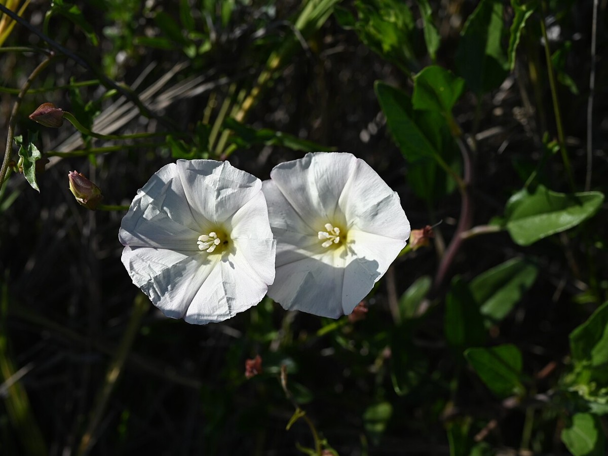Island Morning Glory (Calystegia macrostegia) - PlantNative.org Two white funnel-shaped flowers of island morning glory (Calystegia macrostegia) growing among coastal scrub