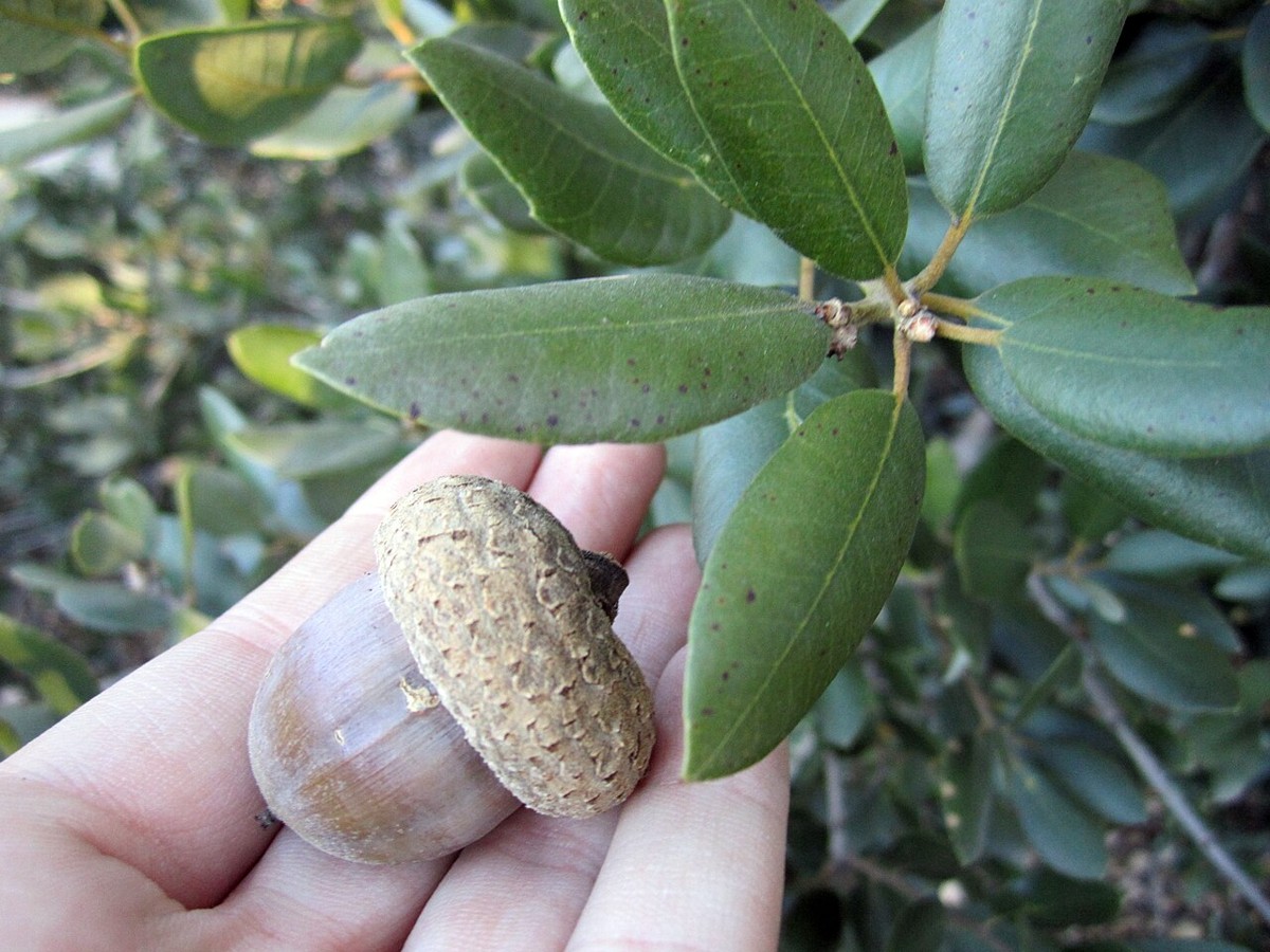Elongated acorn and leathery leaves of island oak (Quercus tomentella) held in hand