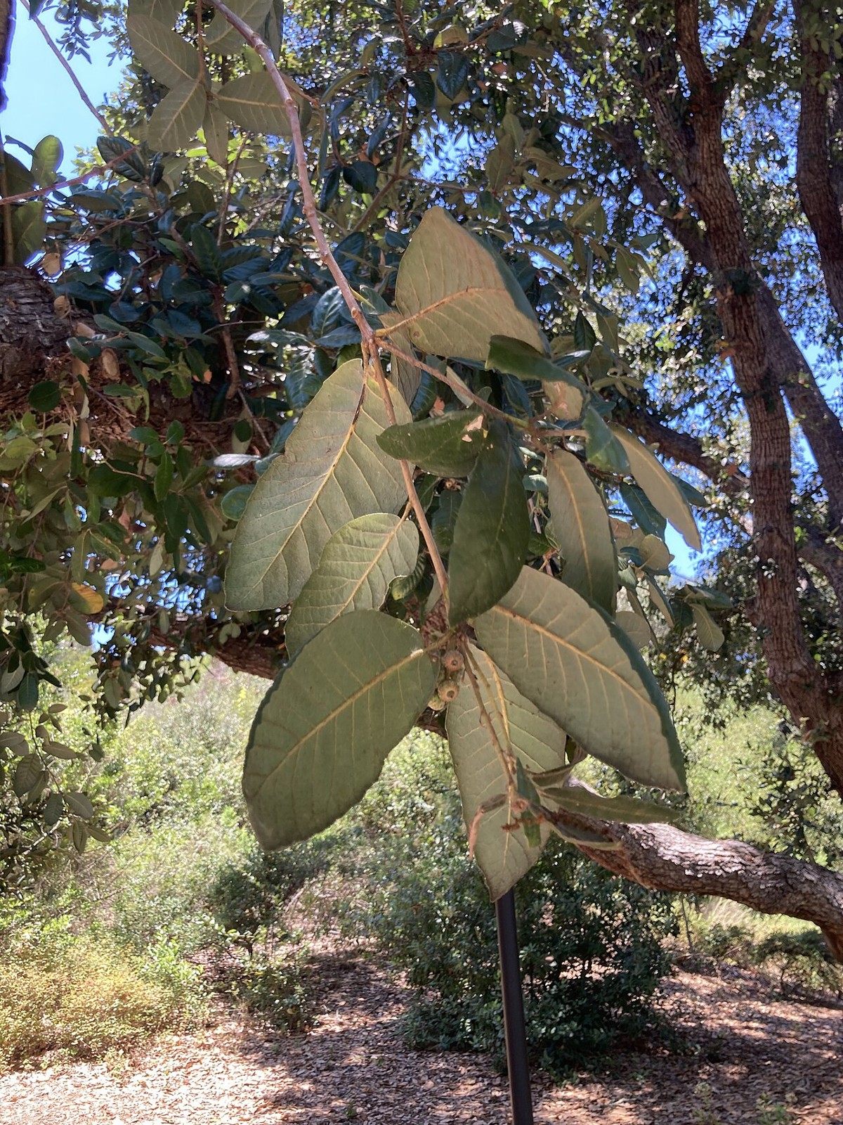 Leathery island oak (Quercus tomentella) leaves showing pale felted undersides