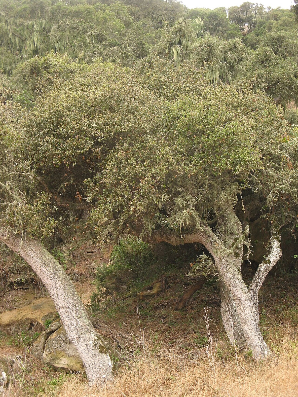 Wild island oak (Quercus tomentella) with leaning, lichen-draped trunks on Santa Rosa Island, California
