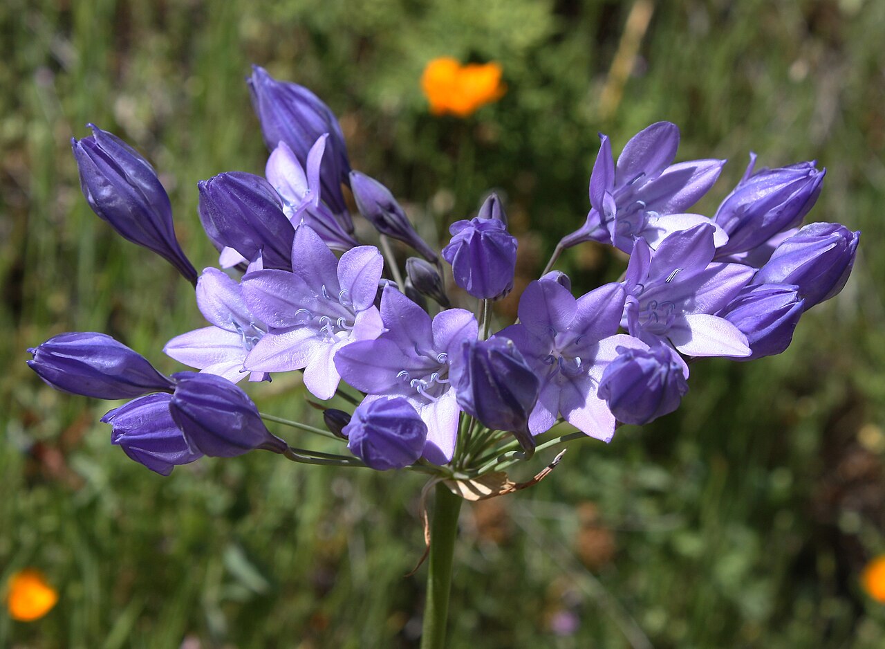 Ithuriel's Spear (Triteleia laxa) - PlantNative.org Full umbel of Ithuriel's spear showing many blue-violet funnel-shaped flowers and unopened buds