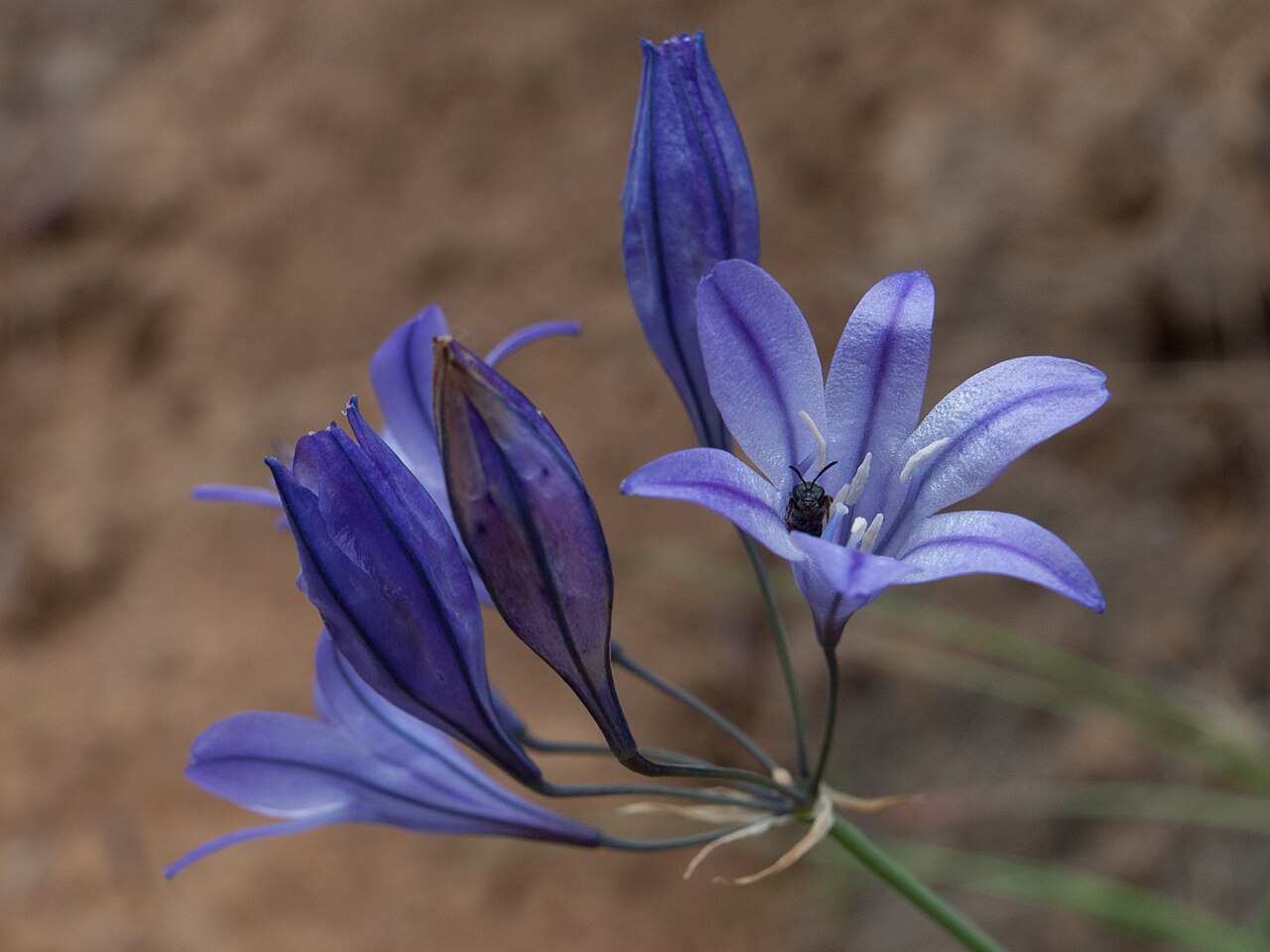 Ithuriel's Spear (Triteleia laxa) - PlantNative.org Ithuriel's spear (Triteleia laxa) umbel of blue-violet trumpet flowers with a native bee visiting one bloom